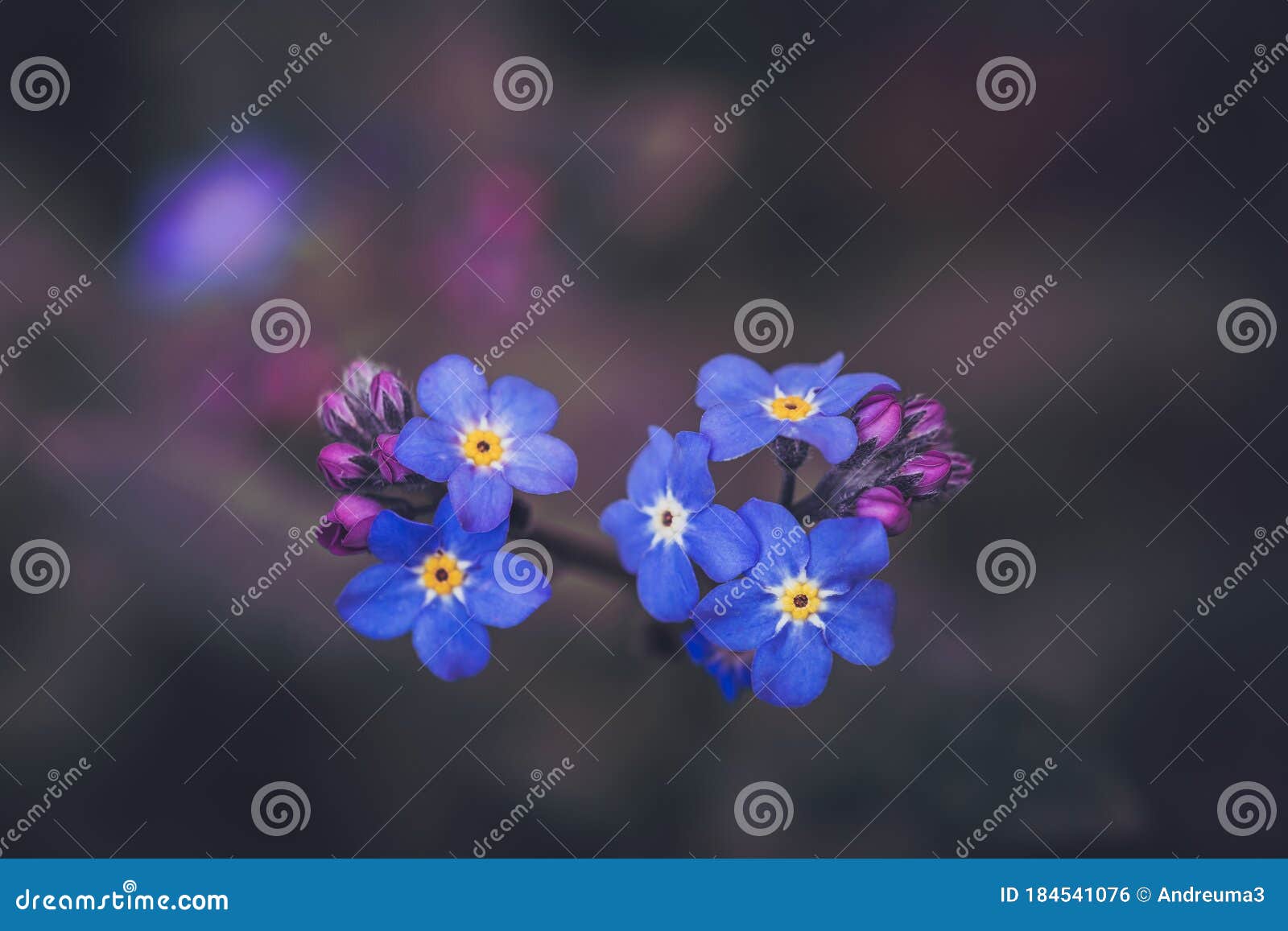 Wildflower Forget Me Not 库存照片 图片包括有忘记 开花 特写镜头 没有 Wildflower Forget Me Not 库存照片 图片包括有忘记 开花 特写镜头 没有