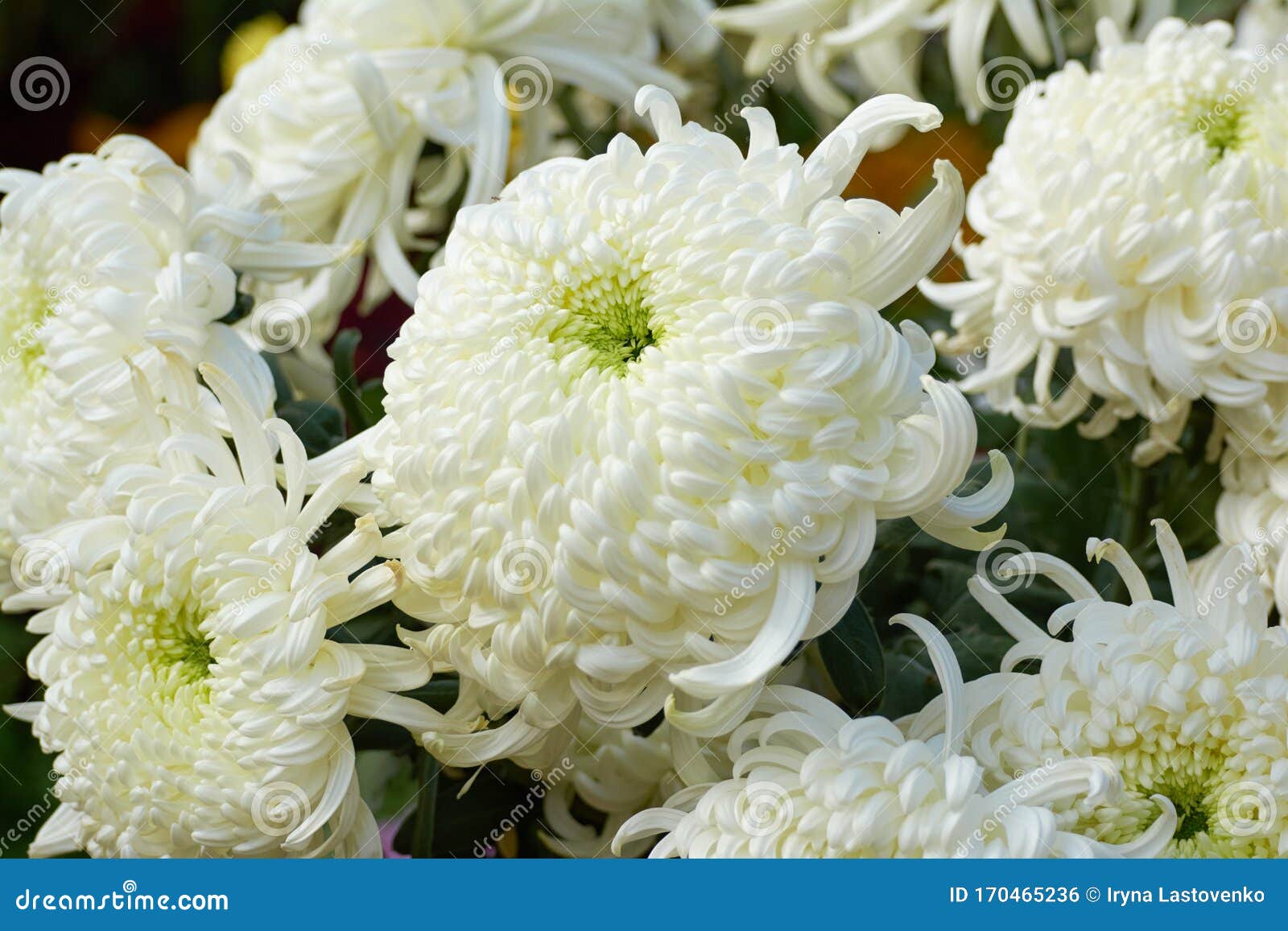 野菊花维也纳白色白菊花秋花装饰组合物库存照片 图片包括有绿色 颜色 罗马尼亚 构成 花束