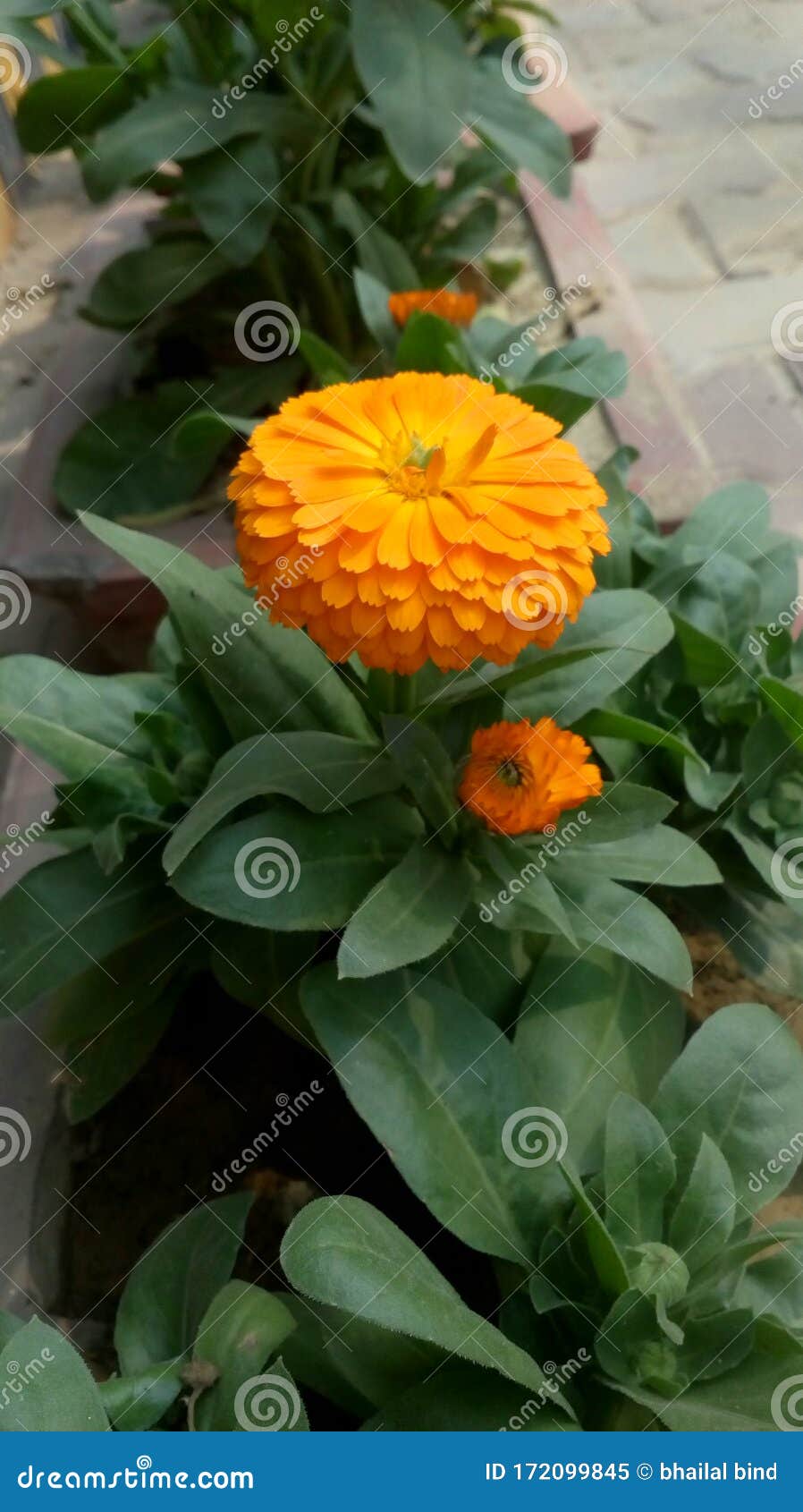 金盏花或金盏花 花冬花库存图片 图片包括有陆运 花盆 非常 办公室 装饰 官员 万寿菊 金盏花或金盏花 花冬花库存图片 图片包括有陆运 花盆 非常 办公室 装饰 官员 万寿菊