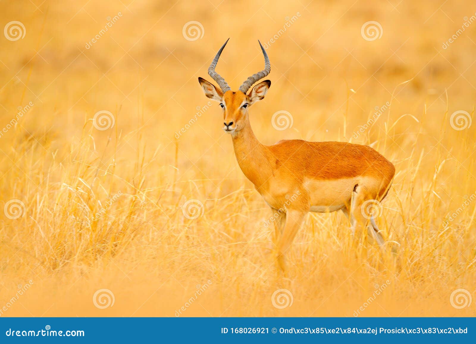 金草中的印帕拉夜阳下草地美丽的黑斑羚自然栖息地中的动物sunset In Africa Wildlife 库存图片 图片包括有自然 黎明 金草中的印帕拉夜阳下草地美丽的黑斑羚自然栖息地中的动物sunset In Africa Wildlife 库存图片 图片包括有自然 黎明