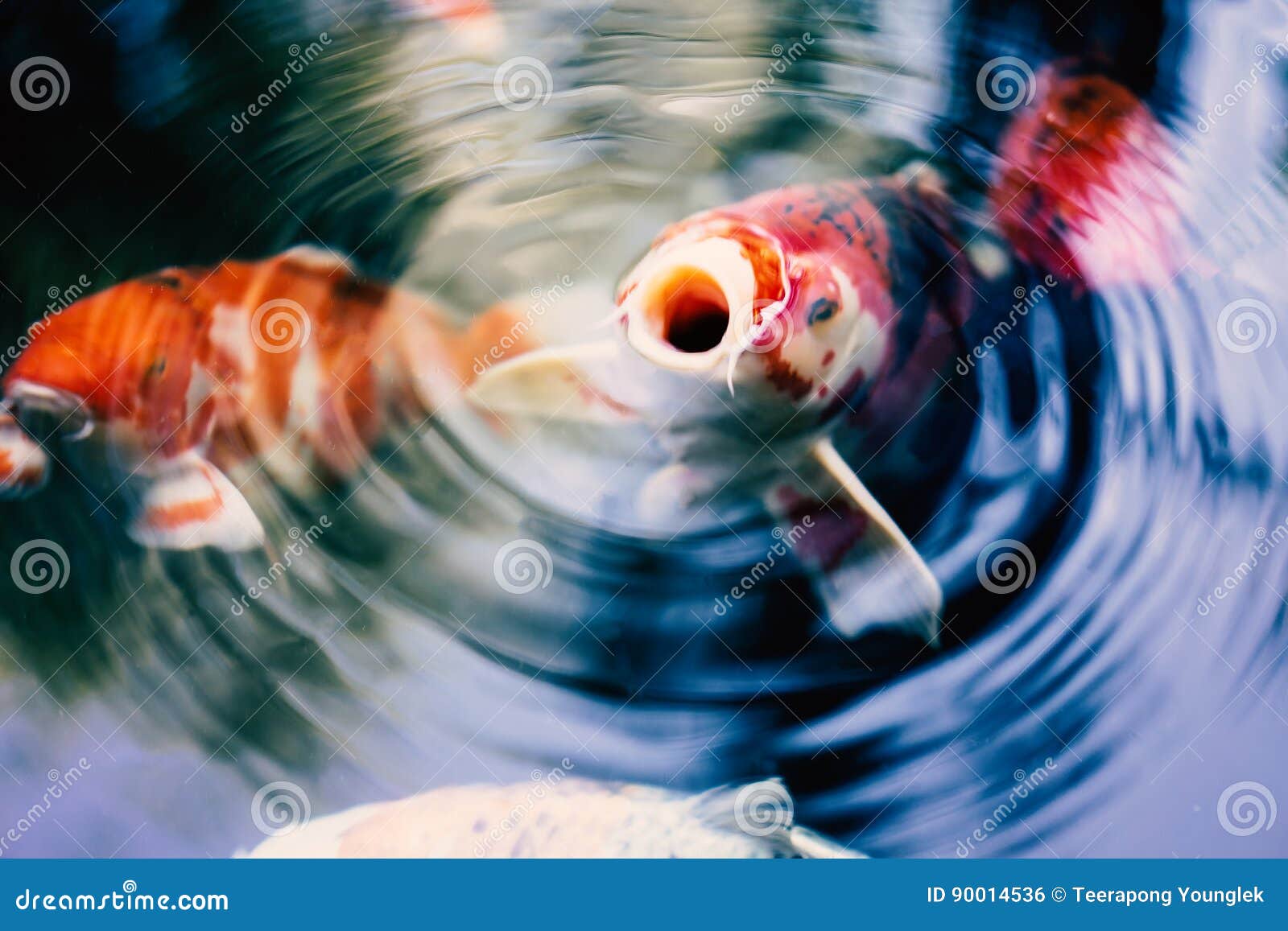 金鱼在水中呼吸早晨库存照片 图片包括有金鱼在水中呼吸早晨