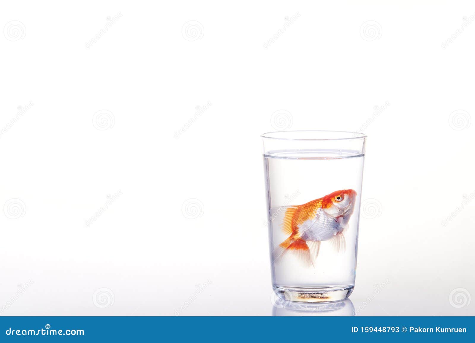金鱼漂浮在玻璃水中 漂在白色上库存图片 图片包括有金鱼漂浮在玻璃水中 漂在白色上 金鱼漂浮在玻璃水中 漂在白色上库存图片 图片包括有金鱼漂浮在玻璃水中 漂在白色上