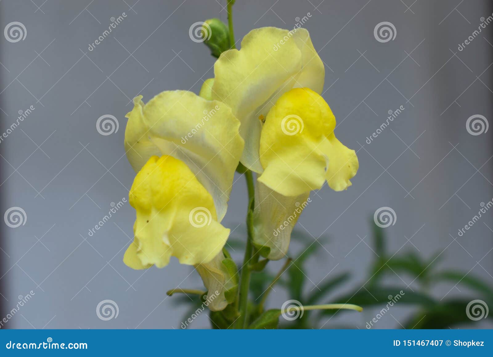 金鱼草属是一般叫作龙花或snapdragons的植物类由于花的想象的相似库存图片 图片包括有 金鱼草属是一般叫作龙花或snapdragons的植物类由于花的想象的相似库存图片 图片包括有