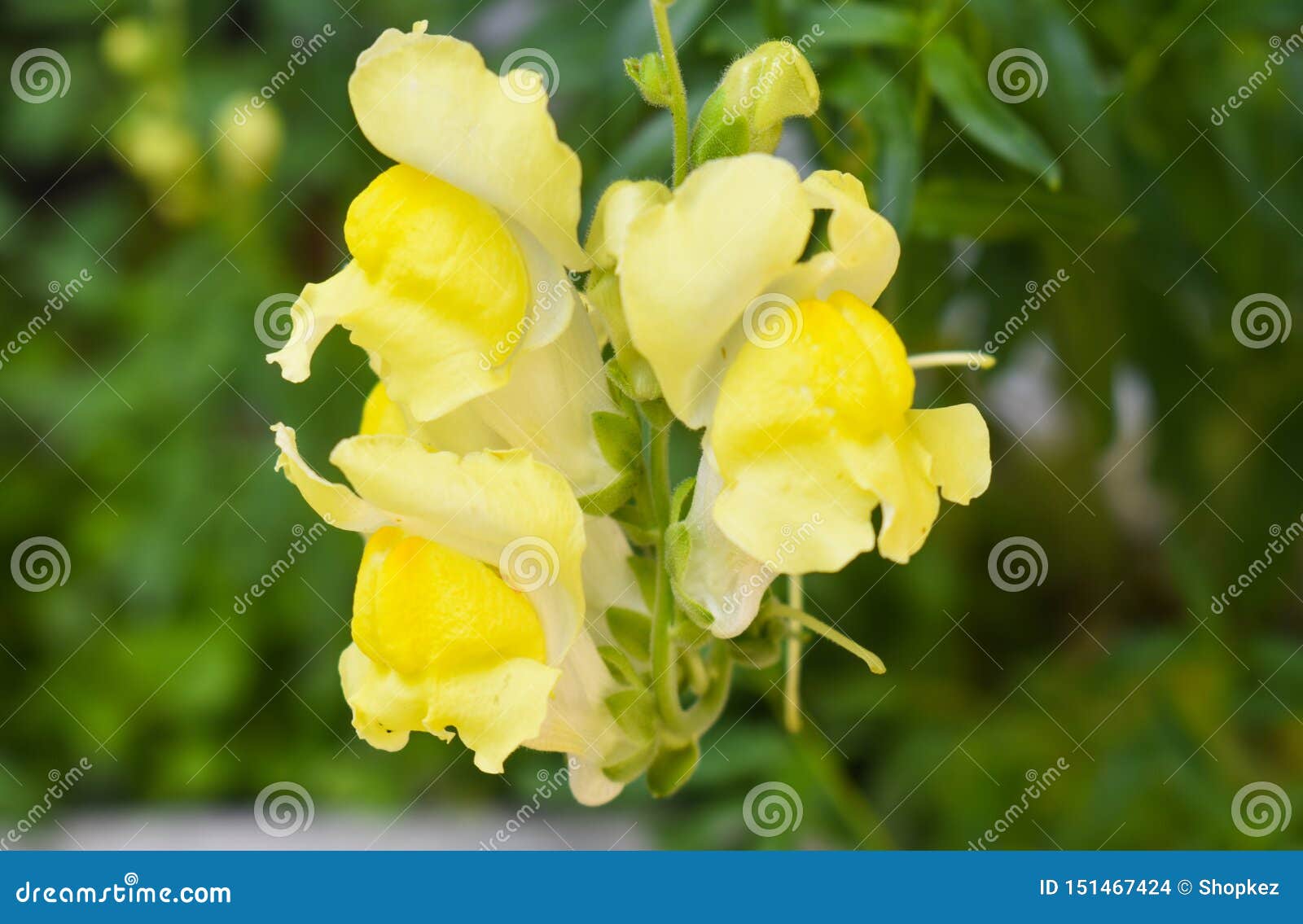 金鱼草属是一般叫作龙花或snapdragons的植物类由于花的想象的相似库存照片 图片包括有想象 关闭 金鱼草属是一般叫作龙花或snapdragons的植物类由于花的想象的相似库存照片 图片包括有想象 关闭