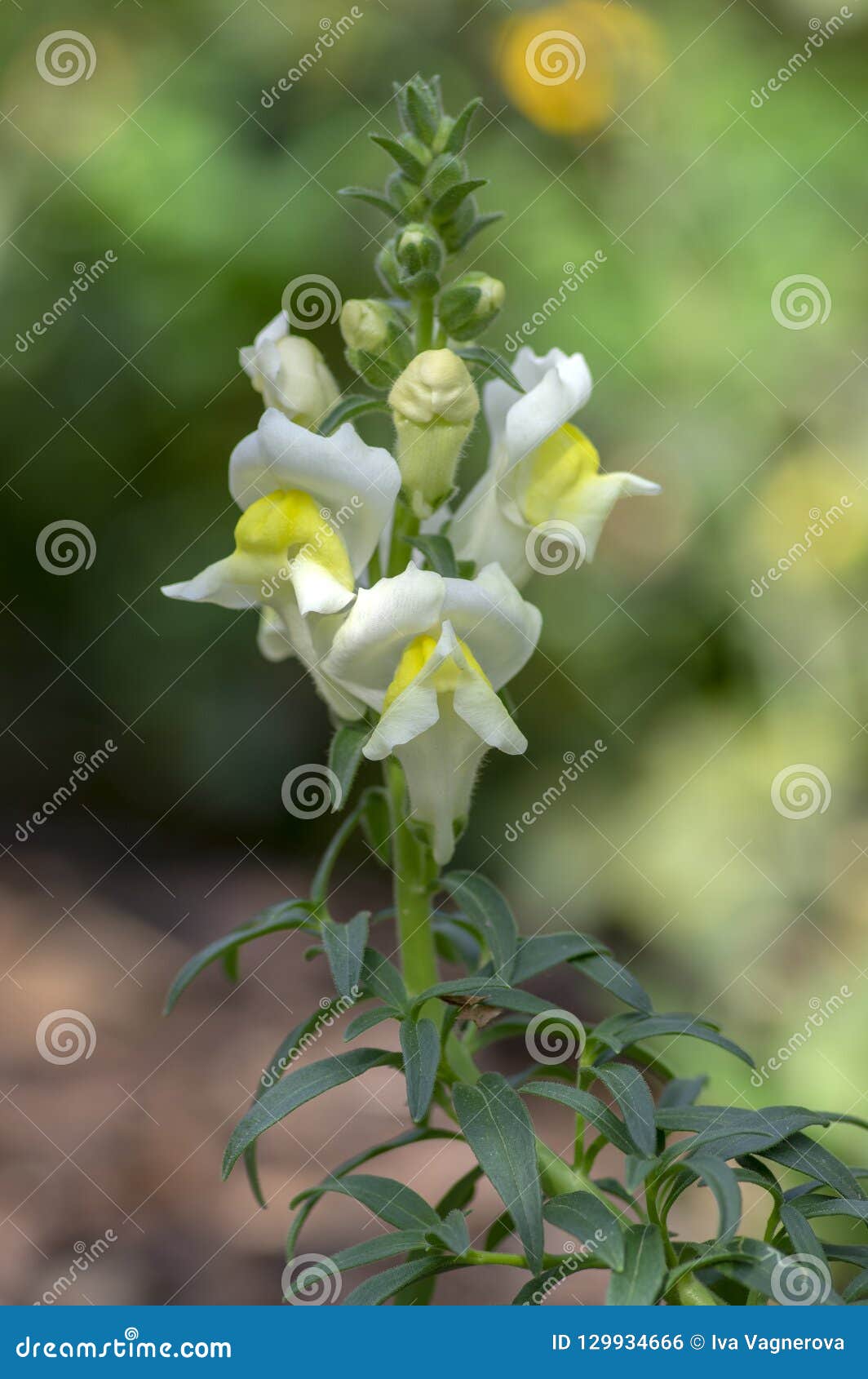 金鱼草属majus花 在绽放 白色黄色开花植物的共同的snapdragon 库存照片 图片包括有工厂 花卉