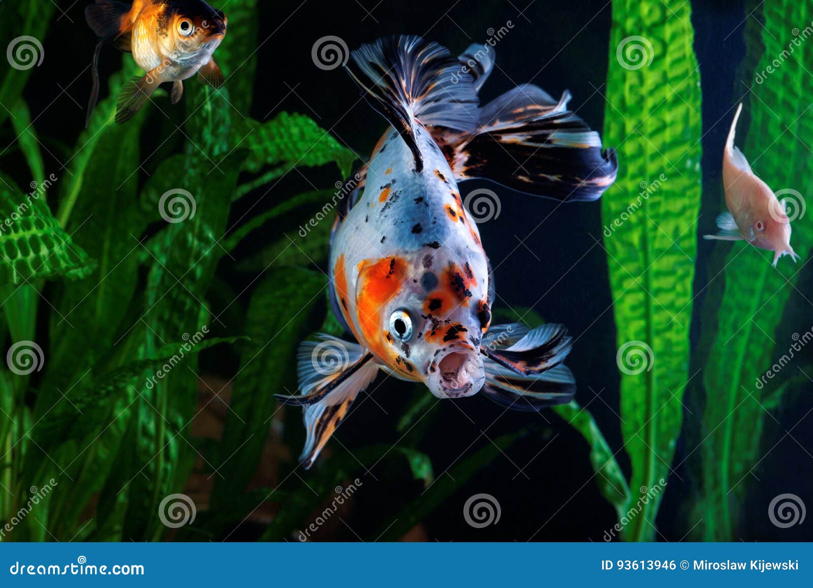 金鱼 水族馆 一个小组在水生植物背景的鱼库存照片 图片包括有水族馆 金子 茴香 图象 没人