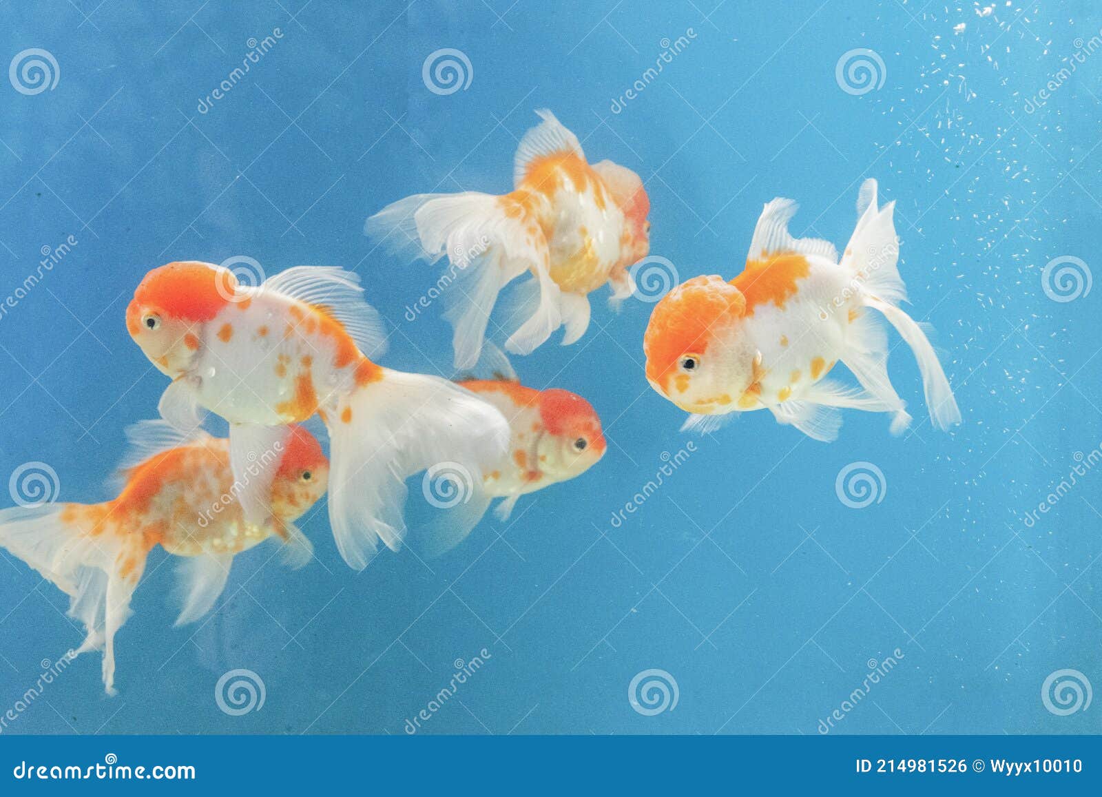 金鱼 Carassius Auratus Linnaeus Stock Photo Image Of Ornamental Crucian