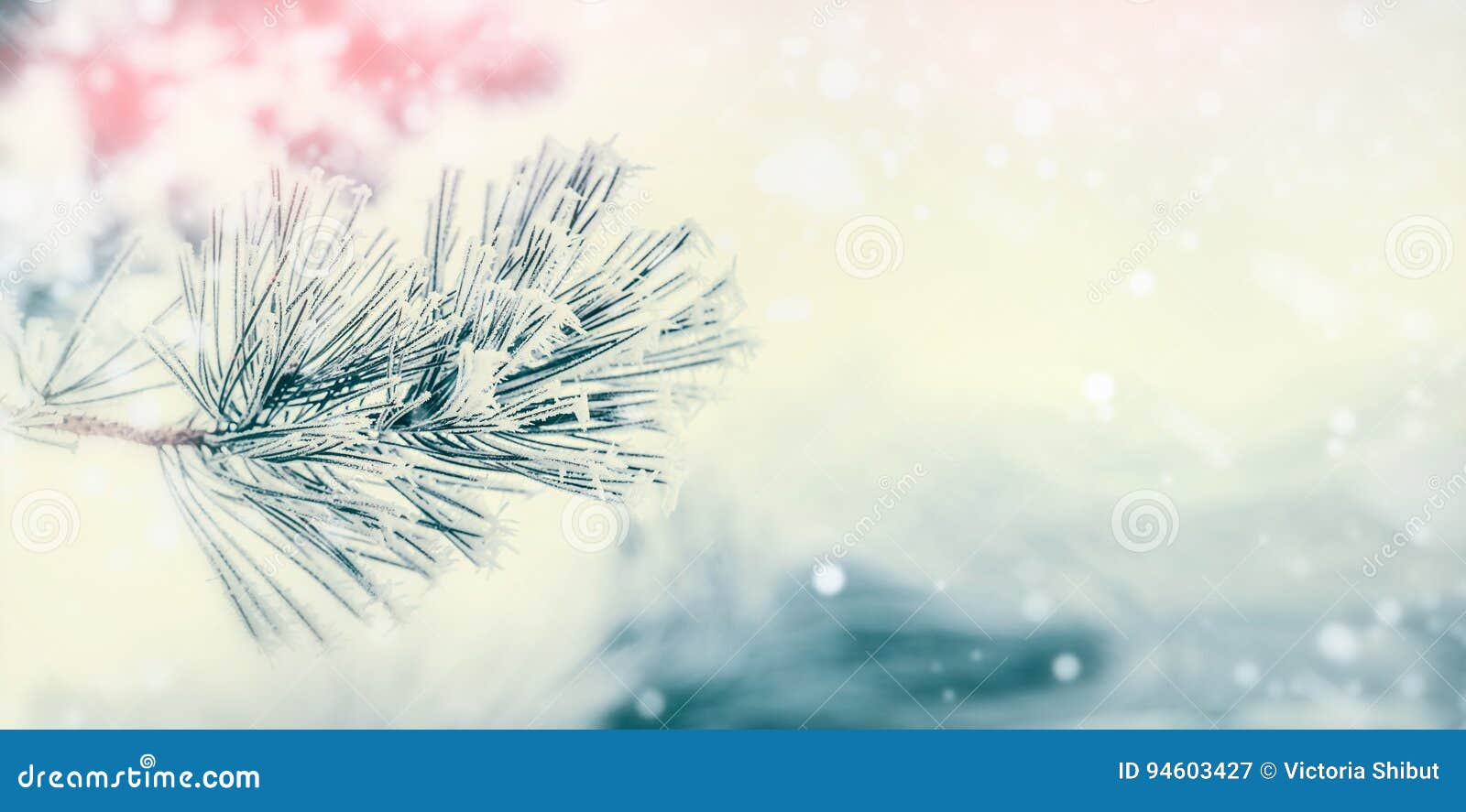 针叶树分支 用树冰和雪或冷杉盖的雪松在冬日背景冬天库存图片 图片包括有 针叶树分支 用树冰和雪或冷杉盖的雪松在冬日背景冬天库存图片 图片包括有