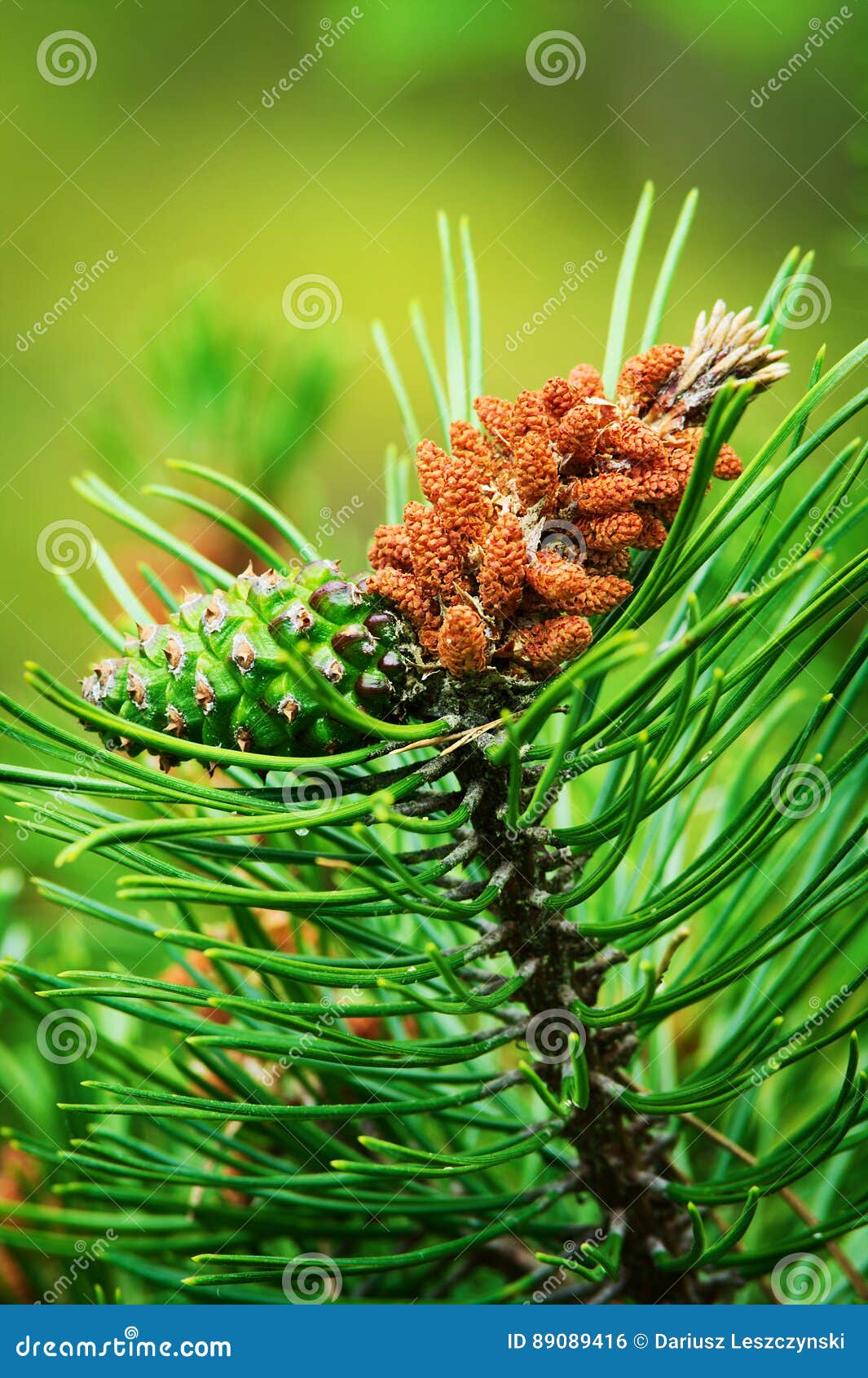 针叶树锥体苏格兰语或苏格兰松树松属sylvestris年轻男性花粉花和绿色女性锥体库存照片 图片包括有针叶树 具球果 0416