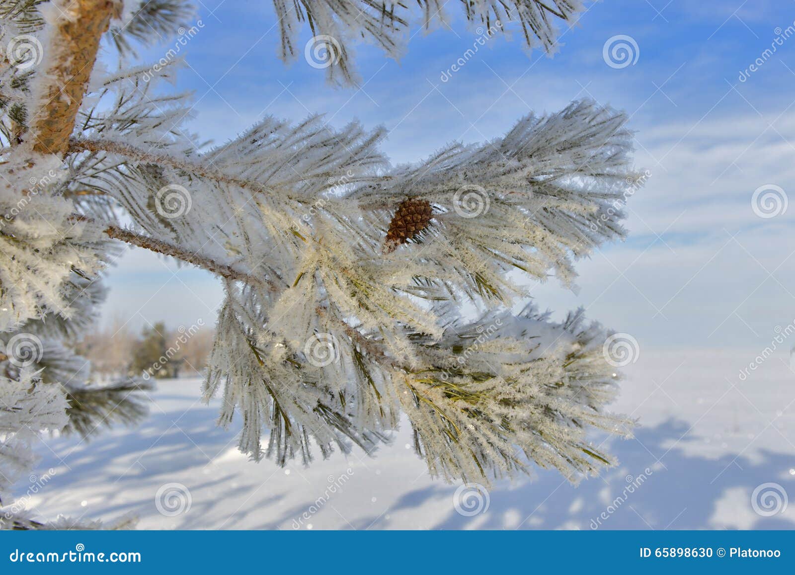针叶树结霜的雪杉木库存照片 图片包括有针叶树结霜的雪杉木 针叶树结霜的雪杉木库存照片 图片包括有针叶树结霜的雪杉木