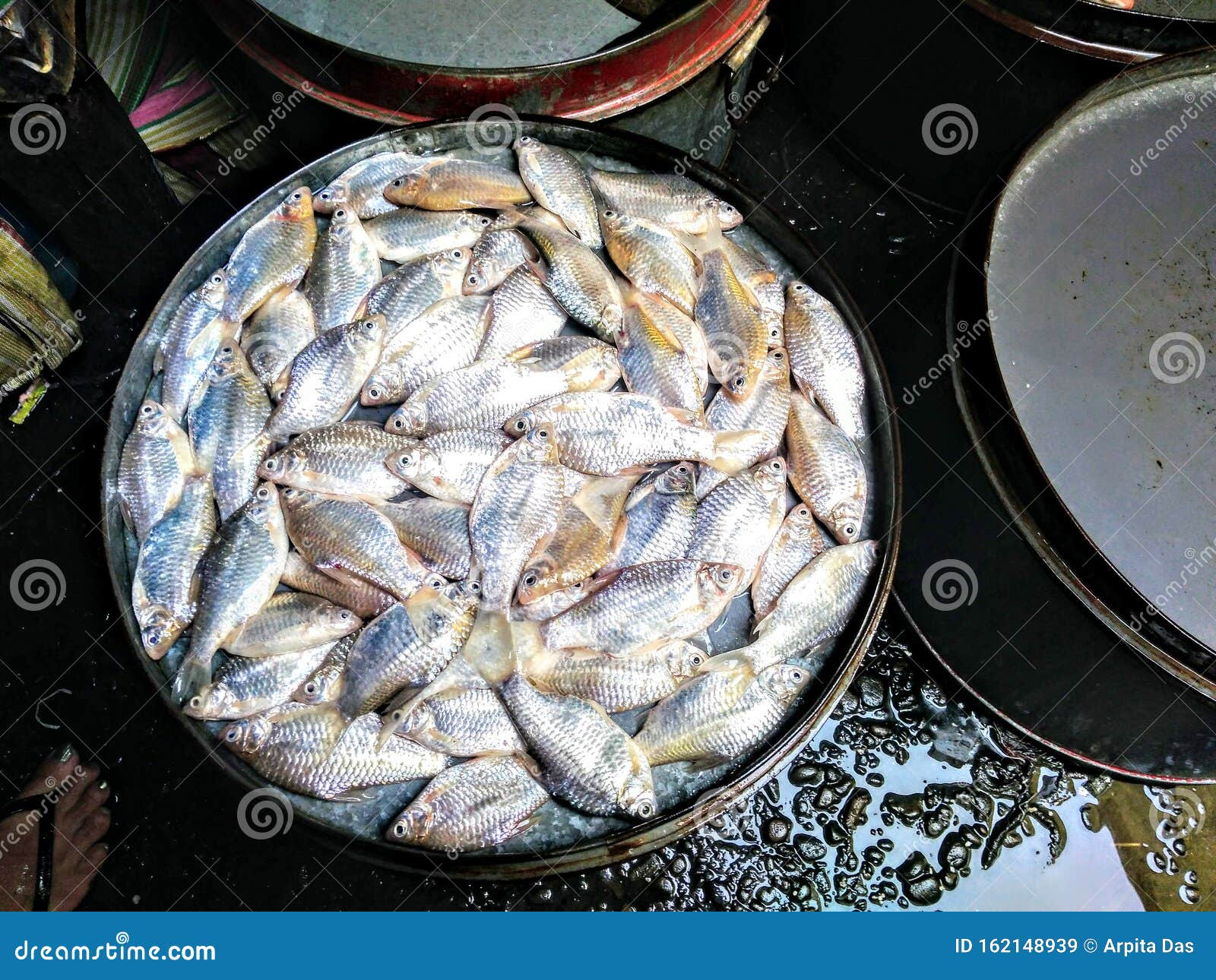 银色银色大魮大鱼库存图片 图片包括有具有 需求 食物 国家 地区 倒钩 普遍 有害的 银色银色大魮大鱼库存图片 图片包括有具有 需求 食物 国家 地区 倒钩 普遍 有害的