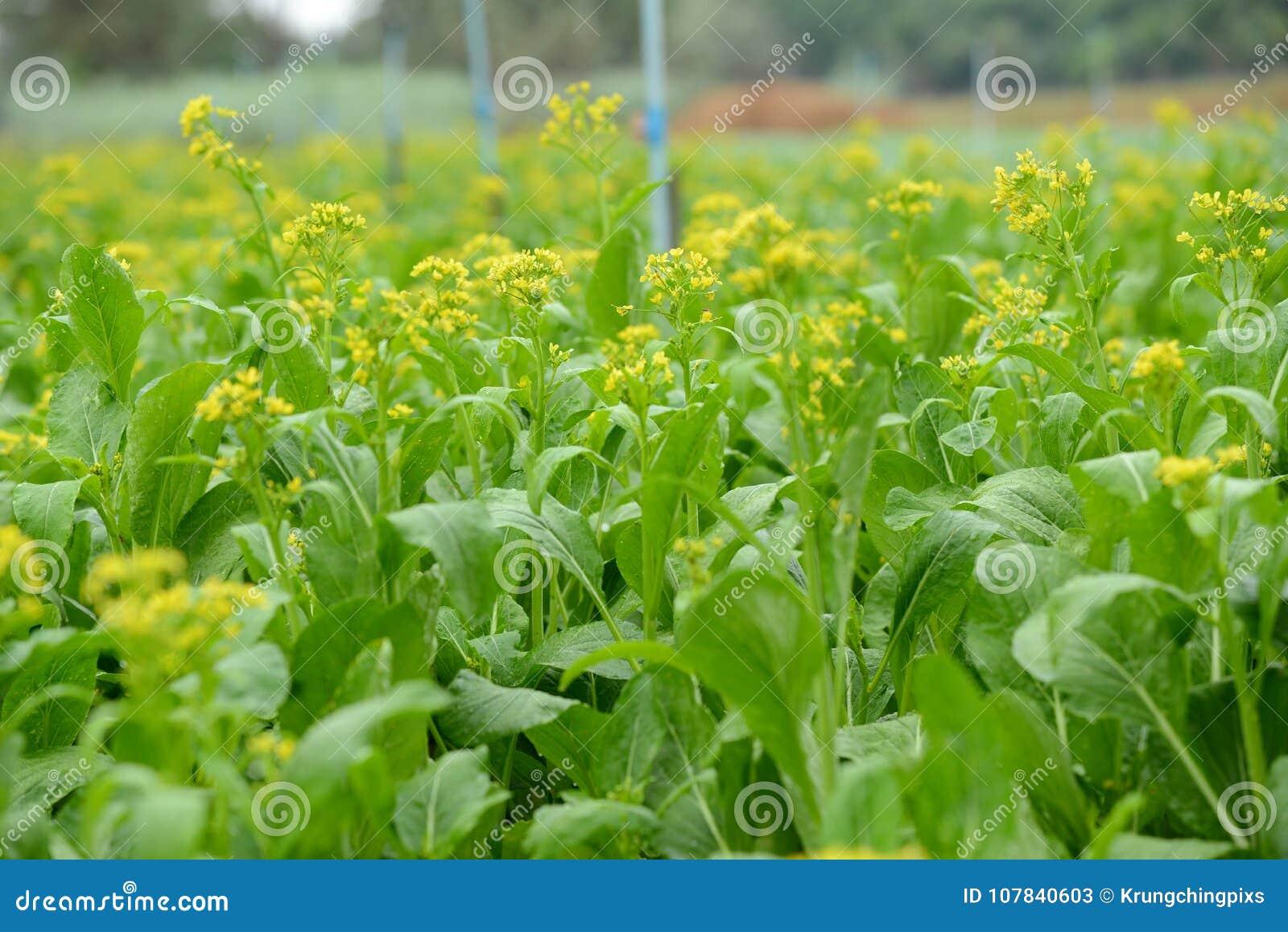 错误pakchoi花芸苔rapa 开花的白椰菜库存图片 图片包括有健康 从事园艺 营养 春天 错误pakchoi花芸苔rapa 开花的白椰菜库存图片 图片包括有健康 从事园艺 营养 春天