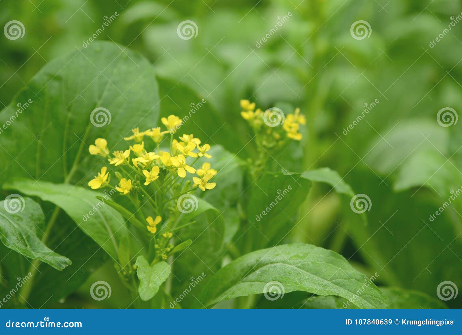 错误pakchoi花芸苔rapa 开花的白椰菜库存图片 图片包括有错误 自然 生气勃勃 庭院 错误pakchoi花芸苔rapa 开花的白椰菜库存图片 图片包括有错误 自然 生气勃勃 庭院