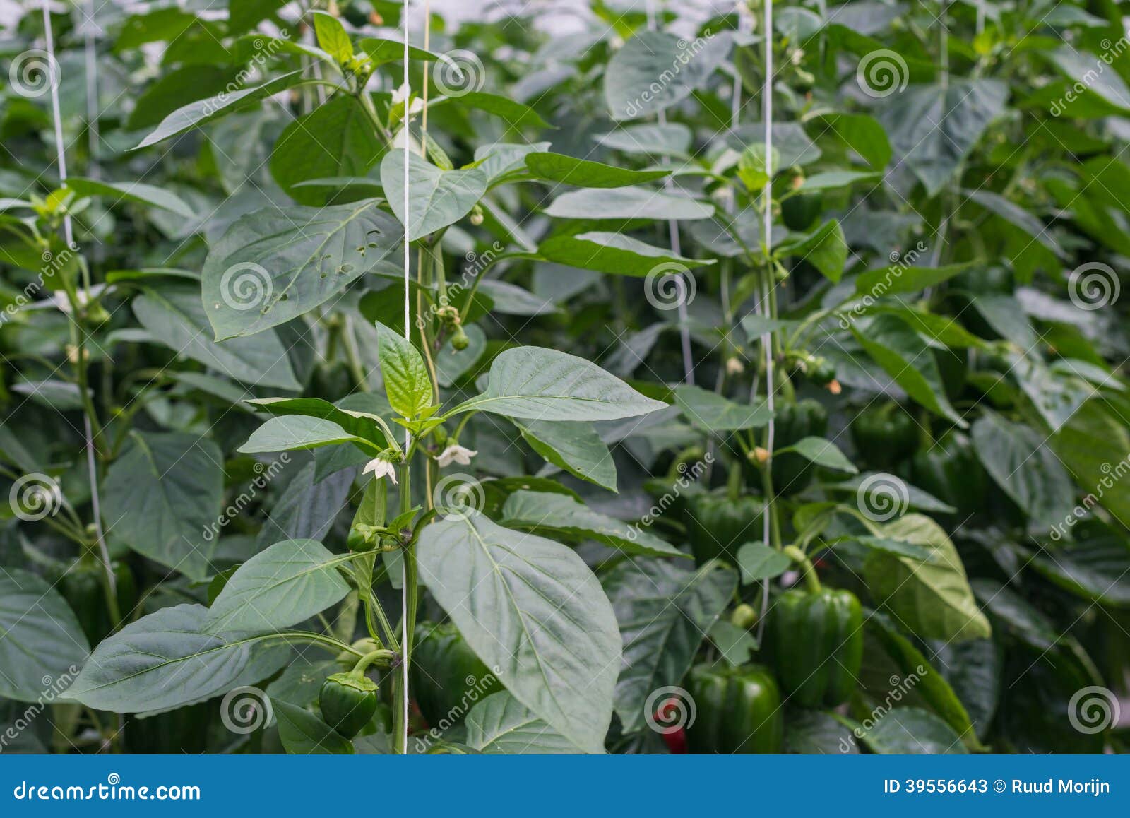 长大沿导线的胡椒植物库存图片 图片包括有 长大沿导线的胡椒植物库存图片 图片包括有
