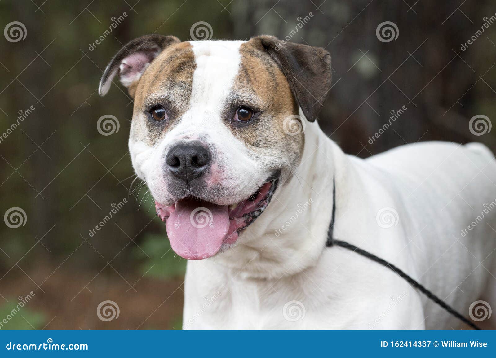 长尾长尾的美国斗牛犬獒犬库存图片 图片包括有气喘 重婚 风雨棚 混合 敌意 巨大 靠码头 长尾长尾的美国斗牛犬獒犬库存图片 图片包括有气喘 重婚 风雨棚 混合 敌意 巨大 靠码头