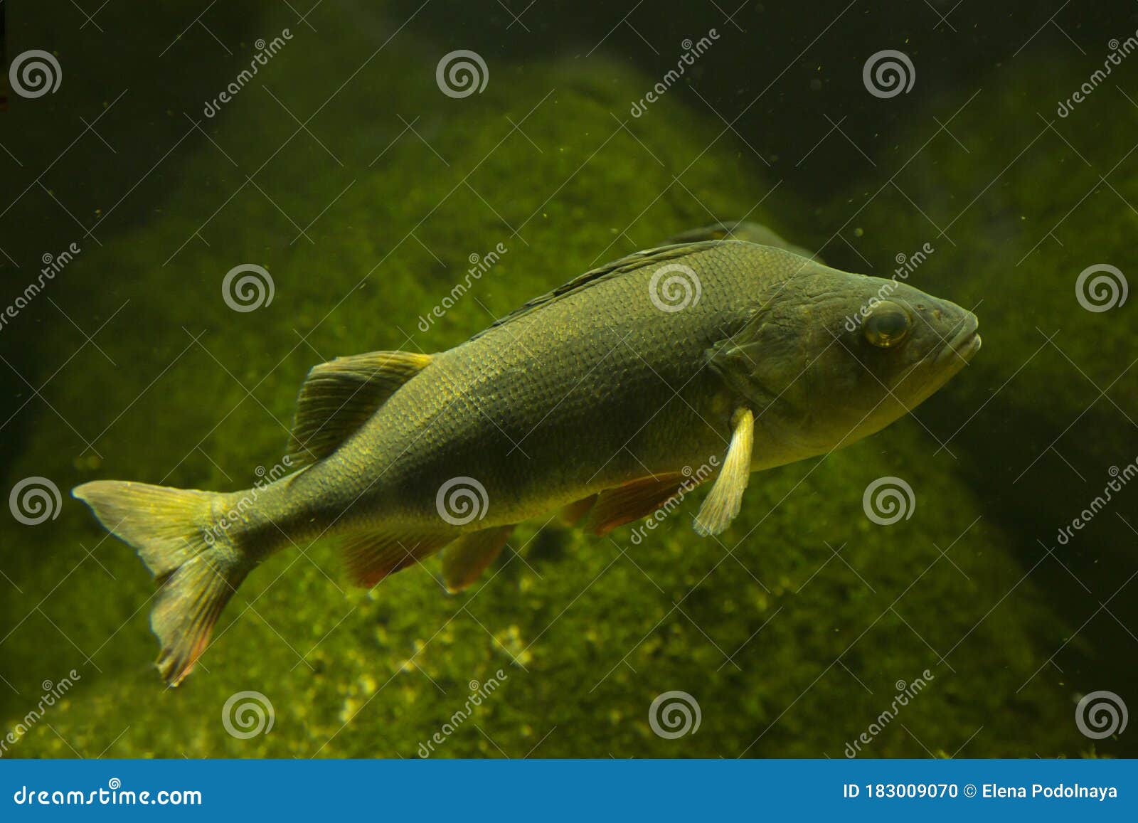 长尾鲈库存照片 图片包括有一个 水族馆 英语 聚会所 食物 水肺 通配 公用 淡水
