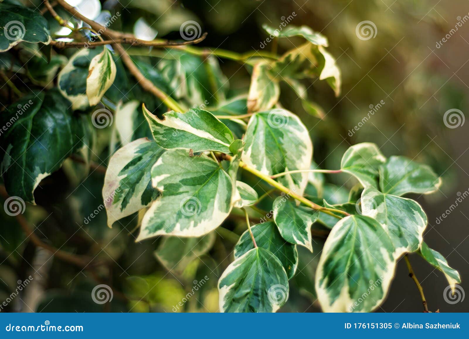 阳光日下白边锯齿形健康植物绿叶水平植物绿背景 封面 库存图片 图片包括有玻色子 自然 阳光日下白边锯齿形健康植物绿叶水平植物绿背景 封面 库存图片 图片包括有玻色子 自然