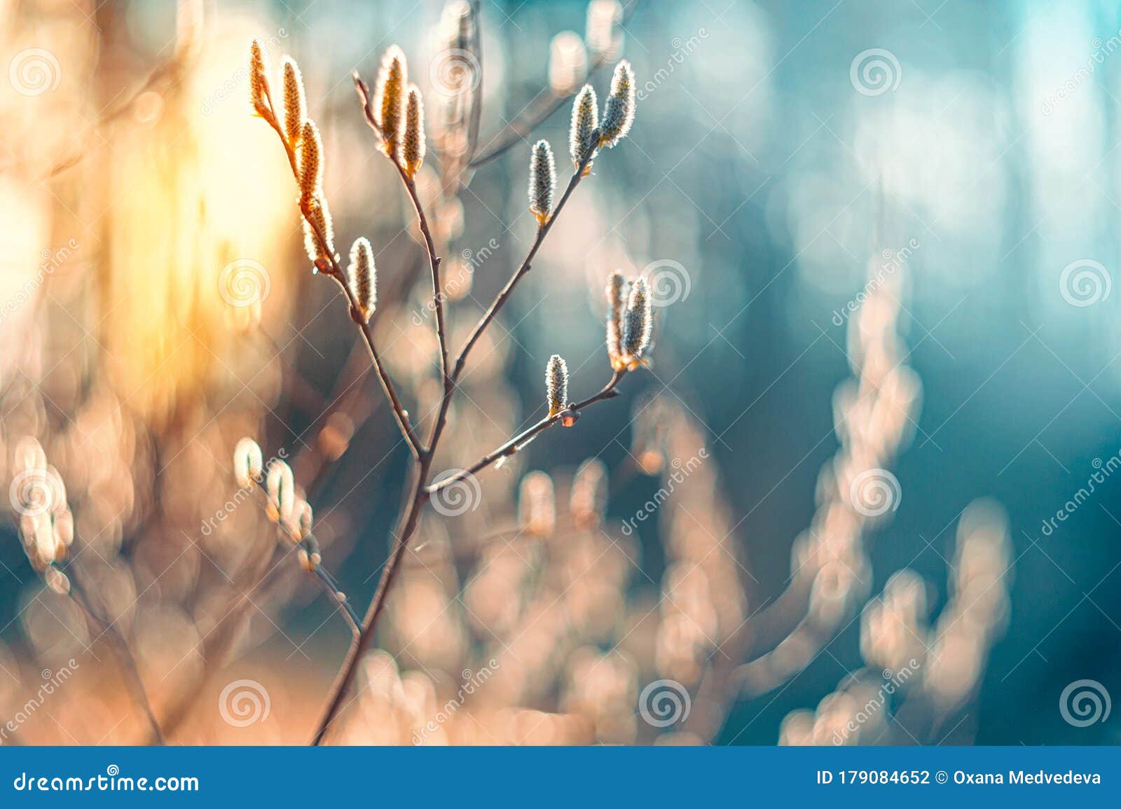 阳光明媚的春嫩柳树选择性聚焦艺术壁纸复古库存照片 图片包括有叶子 说明性 风景 场面