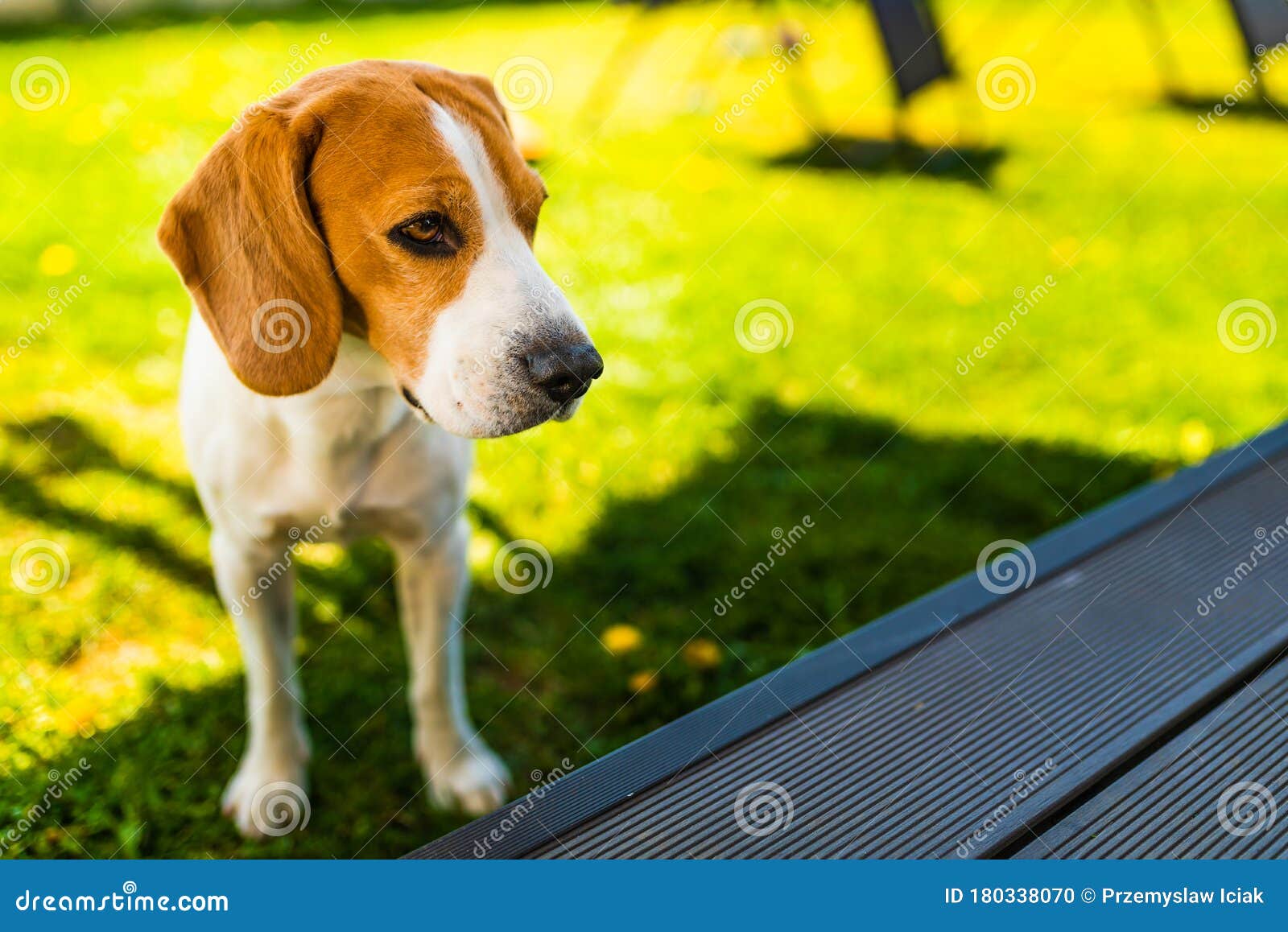 阳光明媚的春日 狗特写肖像比格犬背景库存照片 图片包括有草原 逗人喜爱 复制 似犬 绿色