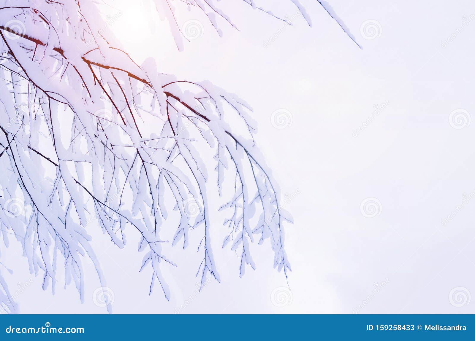 阳光明媚的白色背景中的冬雪枝冬林旗美丽的创作背景库存图片 图片包括有魔术 圣诞节 冷淡 阳光明媚的白色背景中的冬雪枝冬林旗美丽的创作背景库存图片 图片包括有魔术 圣诞节 冷淡