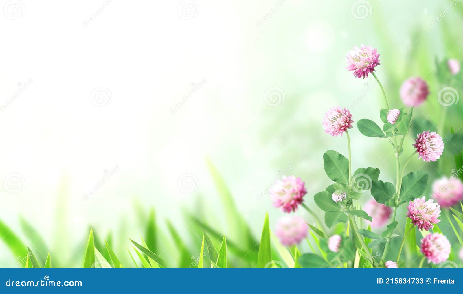 阳光自然春天背景中的野生红车草红轴草库存图片 图片包括有三叶草 玻色子 自然 特写镜头 丁香