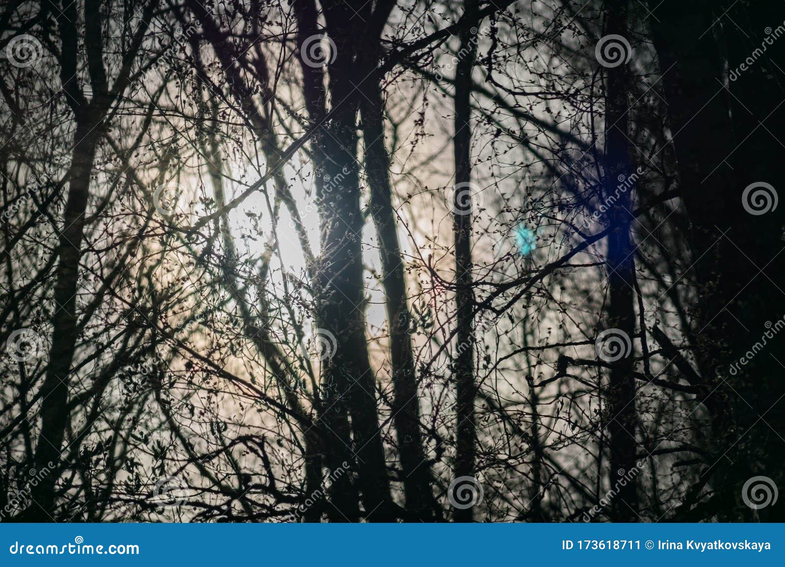阴森幽暗的森林 阳光 神秘背景库存图片 图片包括有阴森幽暗的森林 阳光 神秘背景