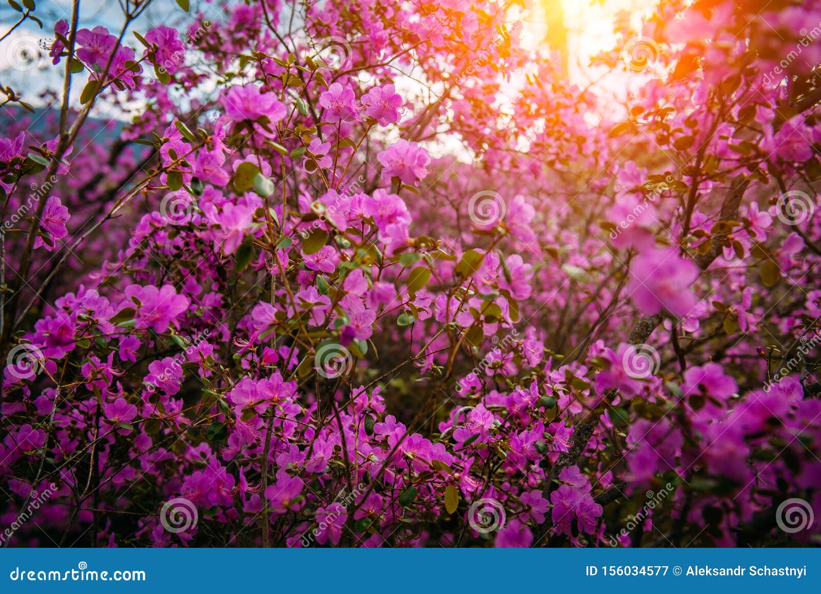 阿尔泰山春开杜鹃近阳光下美丽的淡紫粉壁纸库存图片 图片包括有没人 Florescence