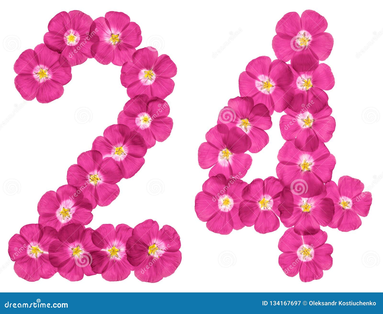 阿拉伯数字24 二十四 从胡麻桃红色花 隔绝在白色背景库存例证 插画包括有
