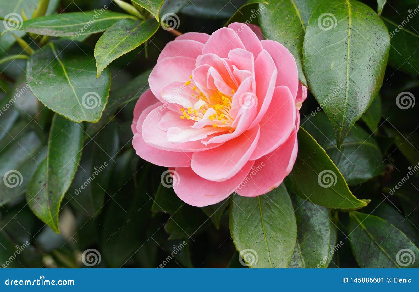 难以置信的美丽的山茶花 山茶花japonica 叫作共同的山茶花或日本山茶花库存图片 图片包括有花瓣 五颜六色