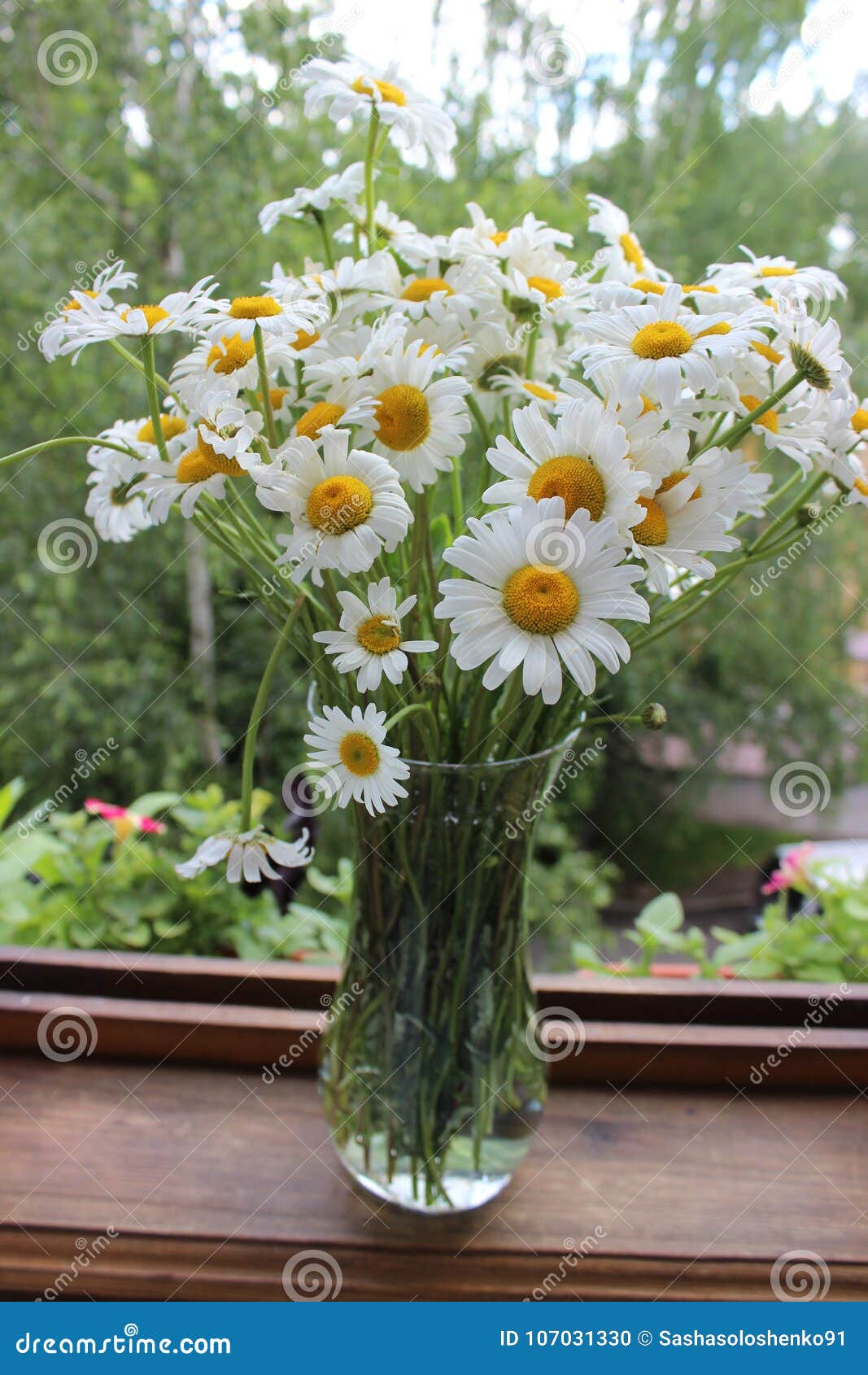 雏菊花束在一个玻璃花瓶的库存照片 图片包括有 雏菊花束在一个玻璃花瓶的库存照片 图片包括有