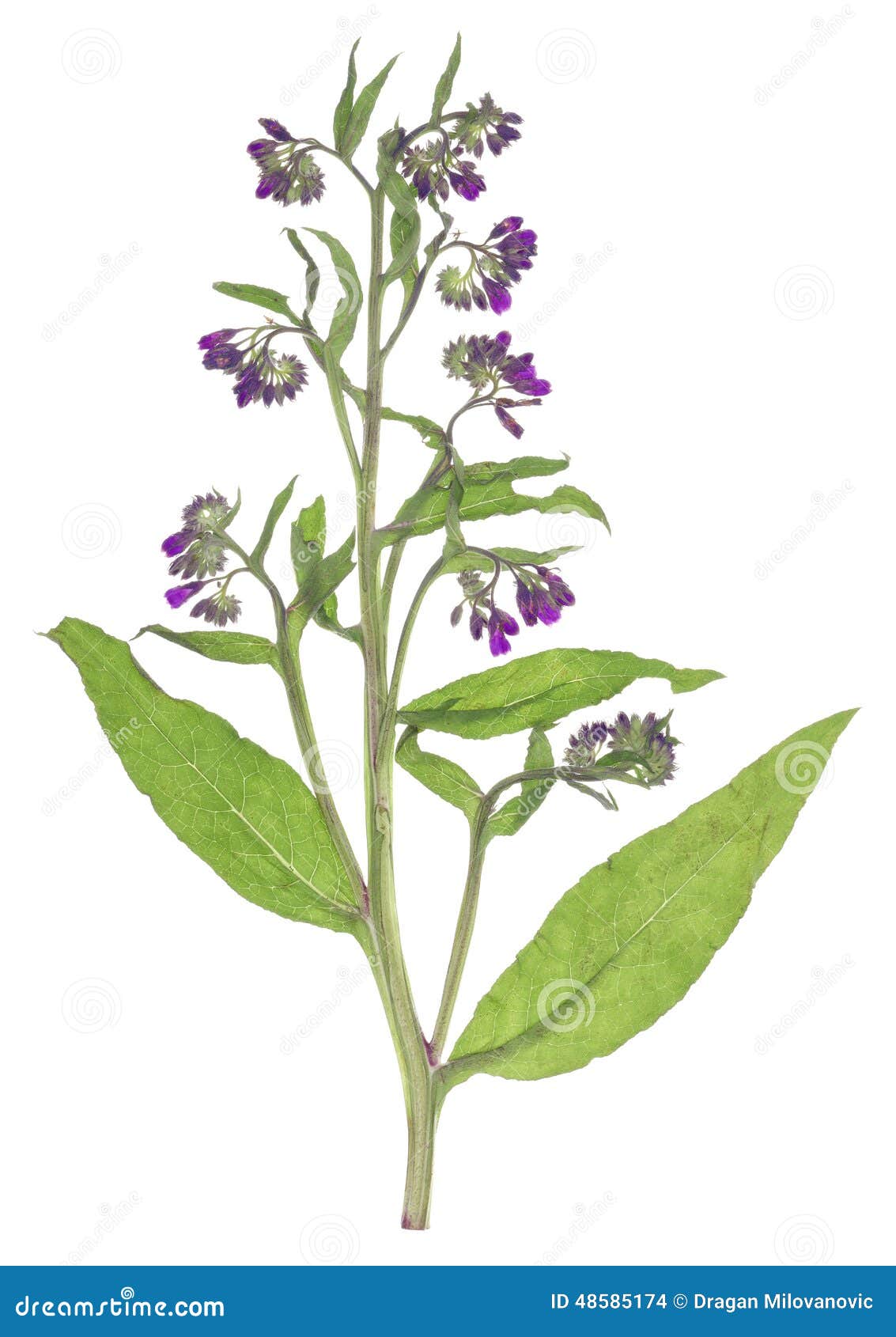 雏菊 紫草科植物officinale 库存照片 图片包括有紫色 查出 草本 药物 健康 背包 雏菊 紫草科植物officinale 库存照片 图片包括有紫色 查出 草本 药物 健康 背包