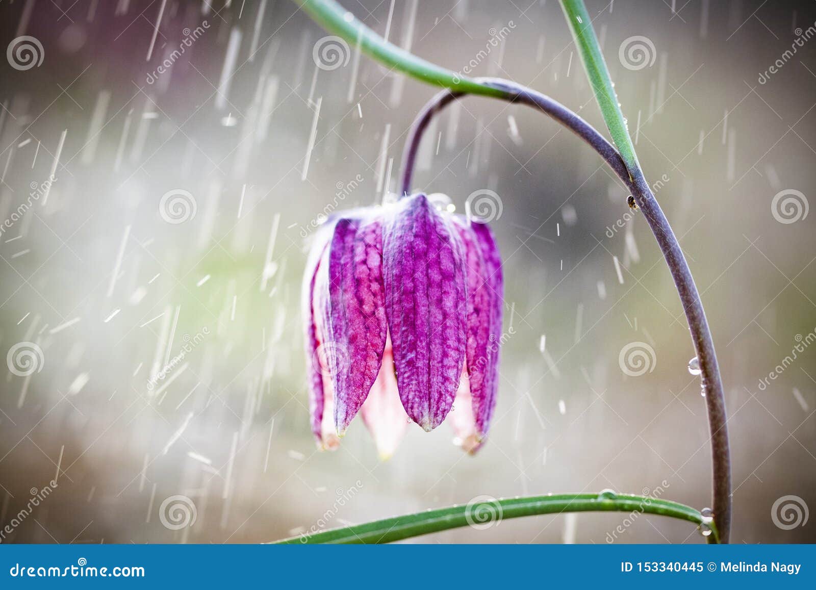 雨中濒危野象花x28 贝母梅沉29 贝母库存图片 图片包括有贝母 雨中濒危野象花x28 贝母梅沉29 雨中濒危野象花x28 贝母梅沉29 贝母库存图片 图片包括有贝母 雨中濒危野象花x28 贝母梅沉29