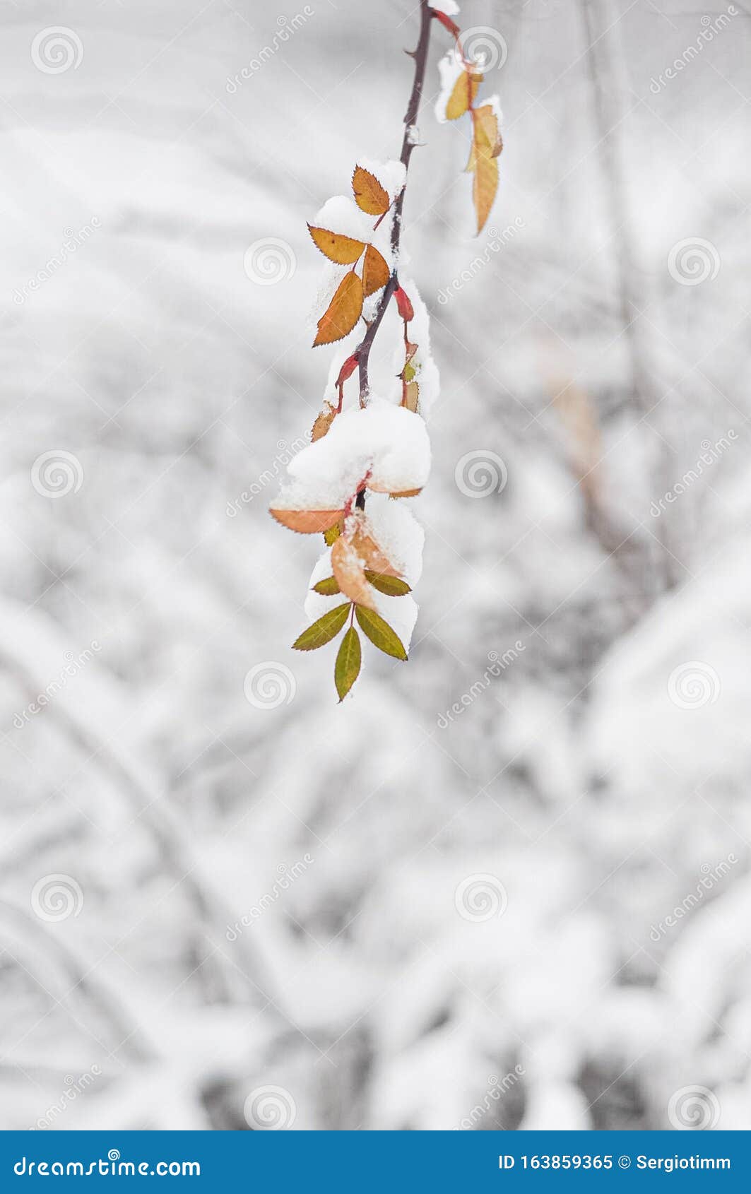 雪下野玫瑰叶模糊背景库存图片 图片包括有户外 花卉 玻色子 视图 剥落 树冰 室外 雪下野玫瑰叶模糊背景库存图片 图片包括有户外 花卉 玻色子 视图 剥落 树冰 室外