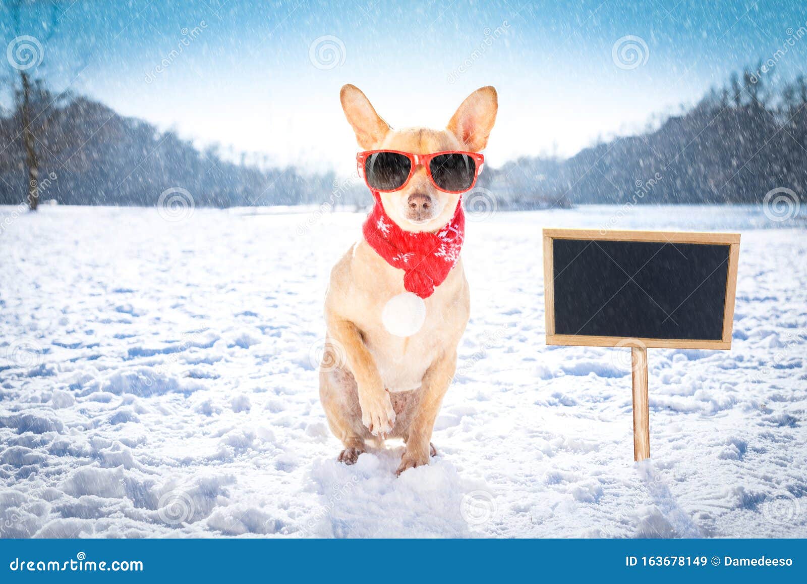雪中冰冷的狗库存图片 图片包括有剥落 幽默 冰冷 盐鲱鱼 雪人 季节 冷颤 低体温症