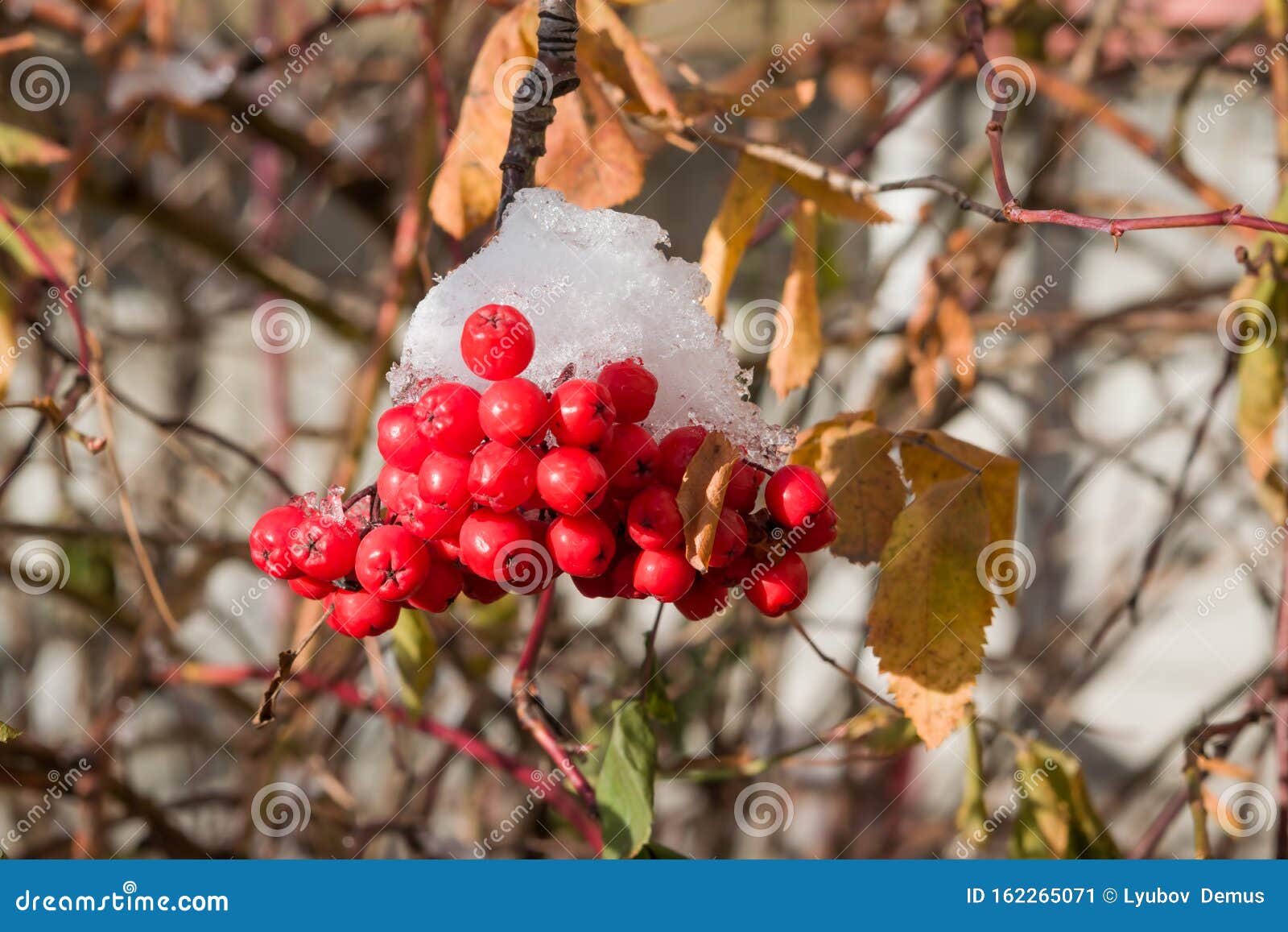 雪中冻红蔷薇果在晚秋 早冬 天然背景下的枝条上库存图片 图片包括有结构树 灌木 自然 红色