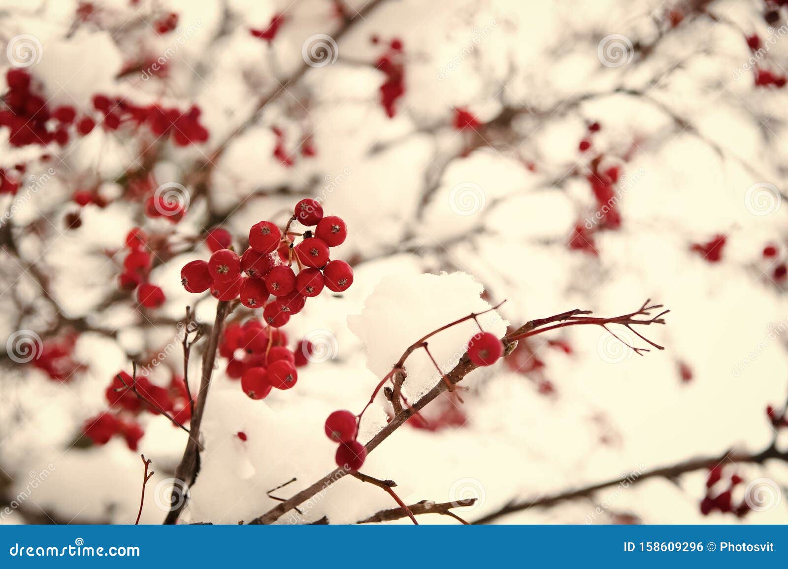 雪中玫瑰一堆带冰晶的蔷薇果罗万贝里分支雪中红灰浆果冬库存照片 图片包括有