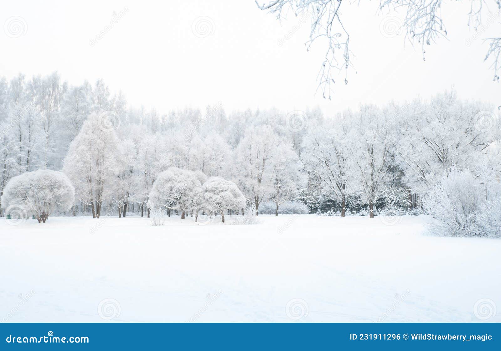 雪中的树木和树枝 冬季森林 雪冷雪冬中的美丽冬日风景树库存照片 图片包括有多雪 场面 雪中的树木和树枝 冬季森林 雪冷雪冬中的美丽冬日风景树库存照片 图片包括有多雪 场面