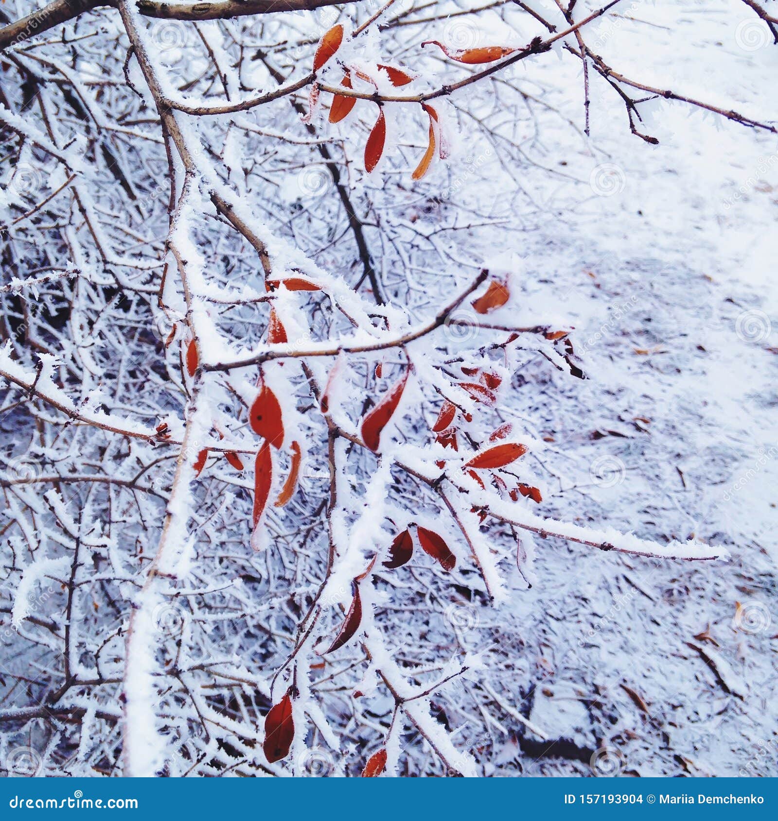 雪中红叶冬树枝库存照片 图片包括有