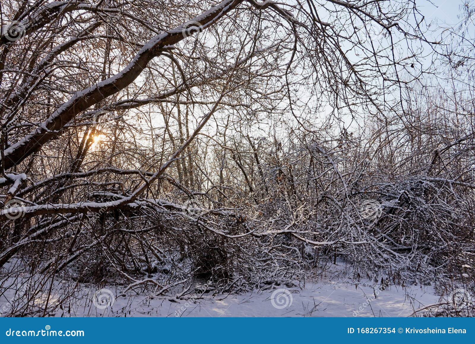 雪冰晶覆盖的落叶树裸枝树枝冬图库存照片 图片包括有户外 节假日 特写镜头 抽象 Browne