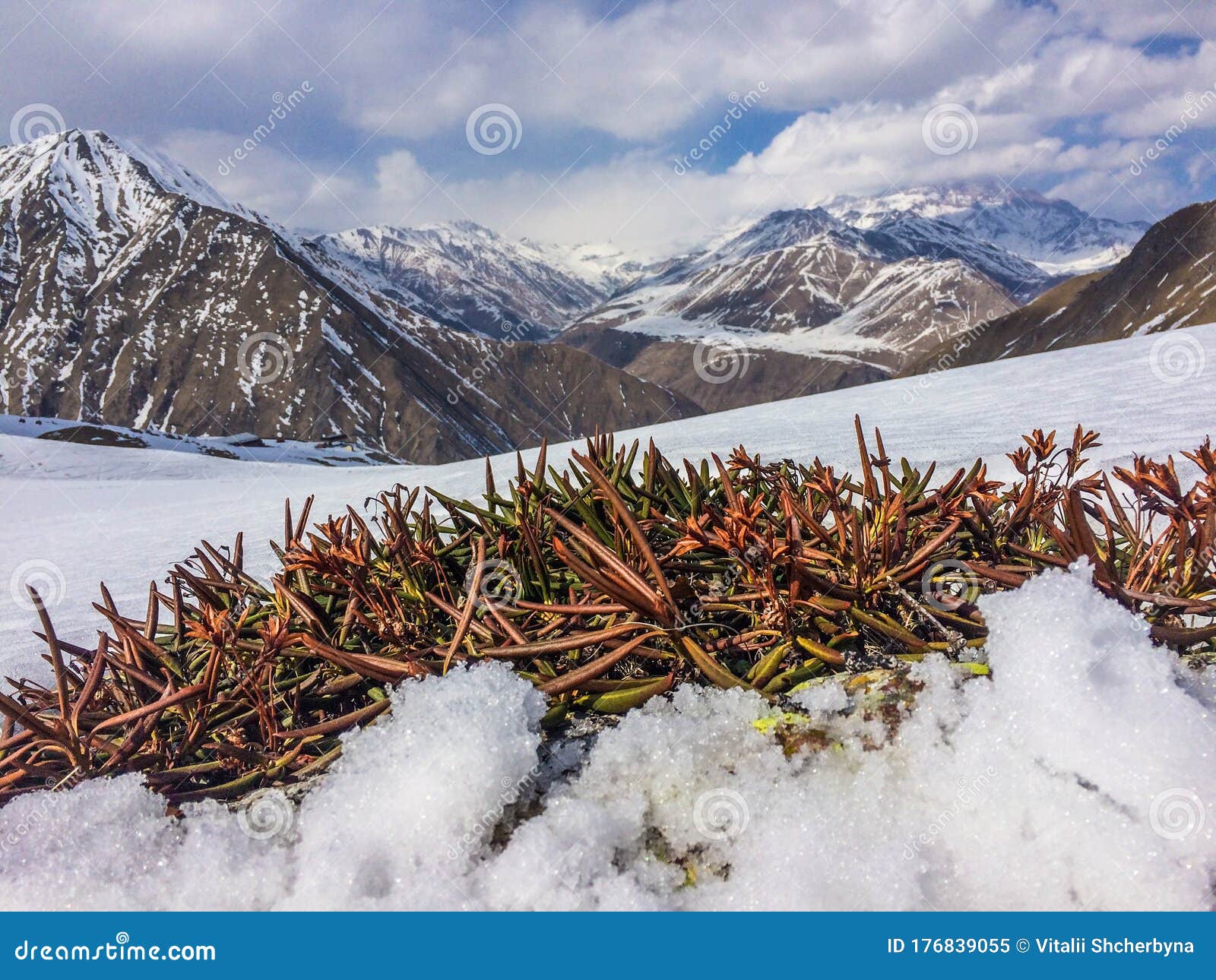 雪山上的绿色植物美丽的风景库存图片 图片包括有美丽的风景 雪山上的绿色植物