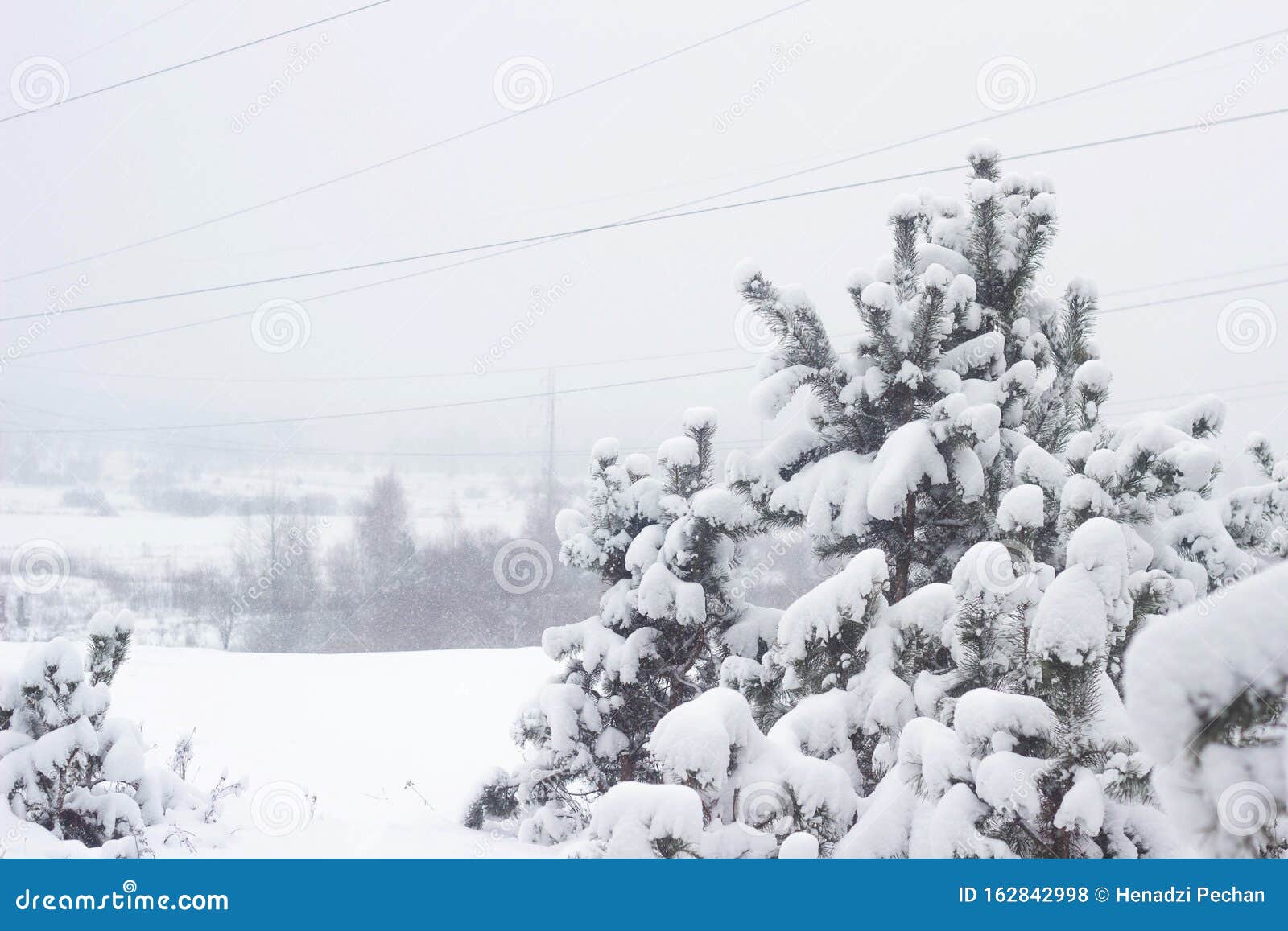 雪背景中美丽的冬冷杉天气寒冷 天气优美 背景库存照片 图片包括有云彩 圣诞节 结构树 天空 雪背景中美丽的冬冷杉天气寒冷 天气优美 背景库存照片 图片包括有云彩 圣诞节 结构树 天空