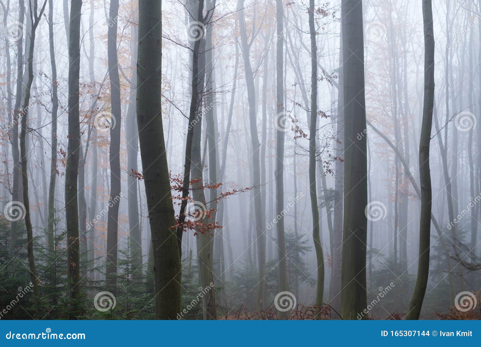 雾中神秘的暗山蛭森林库存照片 图片包括有有雾 可怕 田园诗 颜色 黑暗 陆运 自然