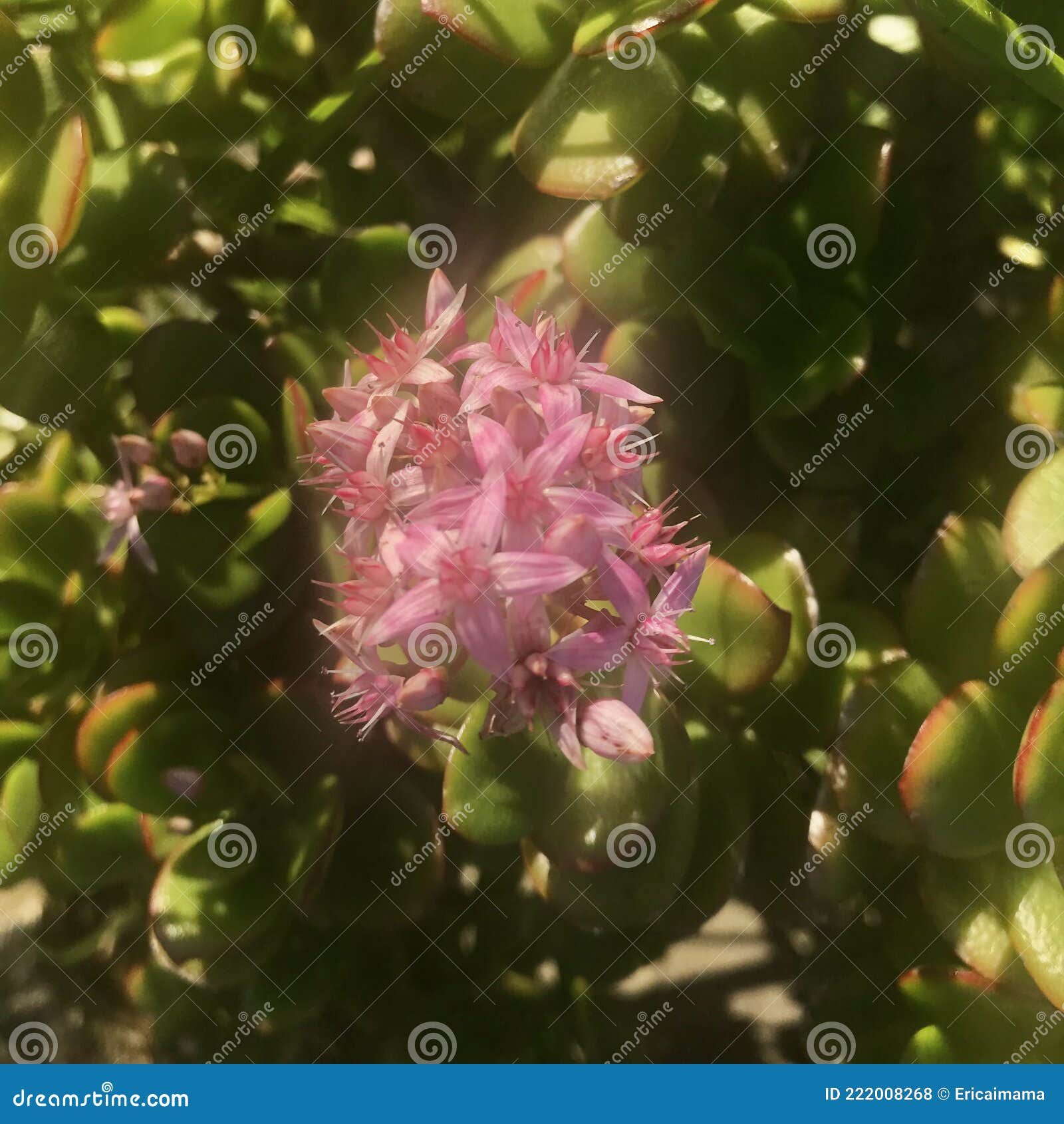 雾蒙蒙的早晨 幸运的植物是粉红色的花 库存照片 图片包括有美元 花梢 颜色 事假 植物群