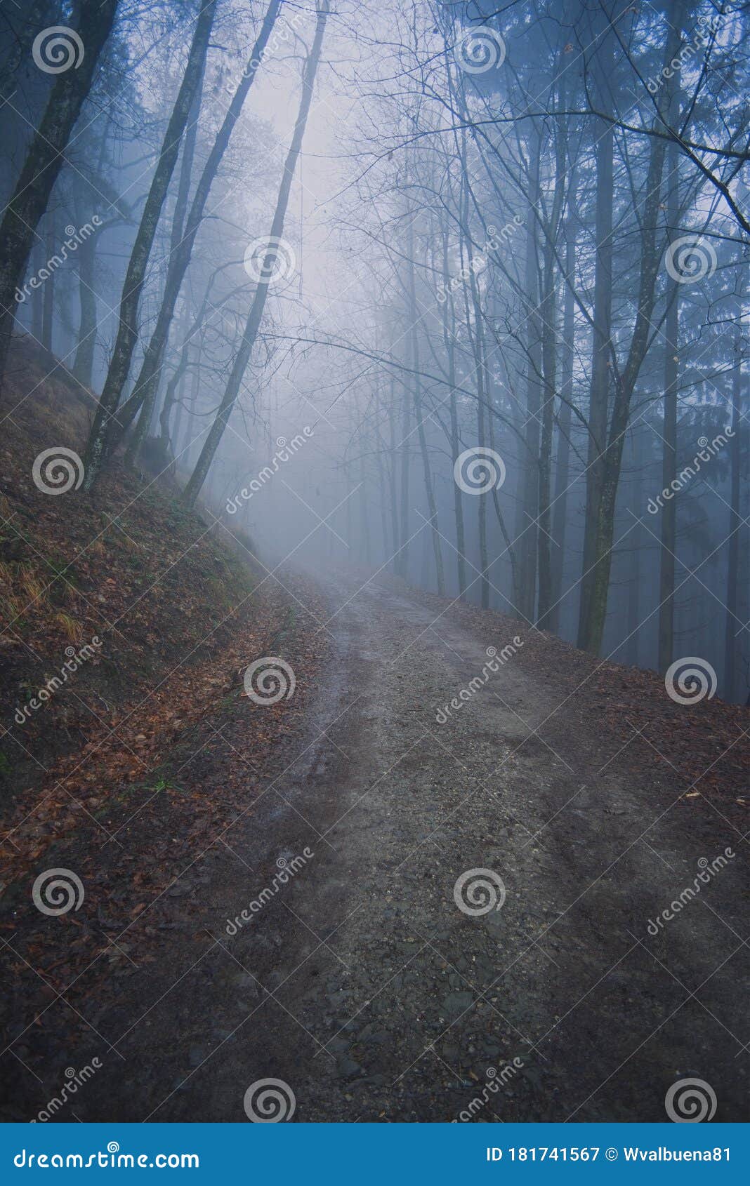 雾蒙蒙的晨间神秘感 穿越森林的卡森蒂内西森林肮脏道路库存图片 图片包括有雾蒙蒙的晨间神秘感 穿越森林的卡森蒂内西森林肮脏道路
