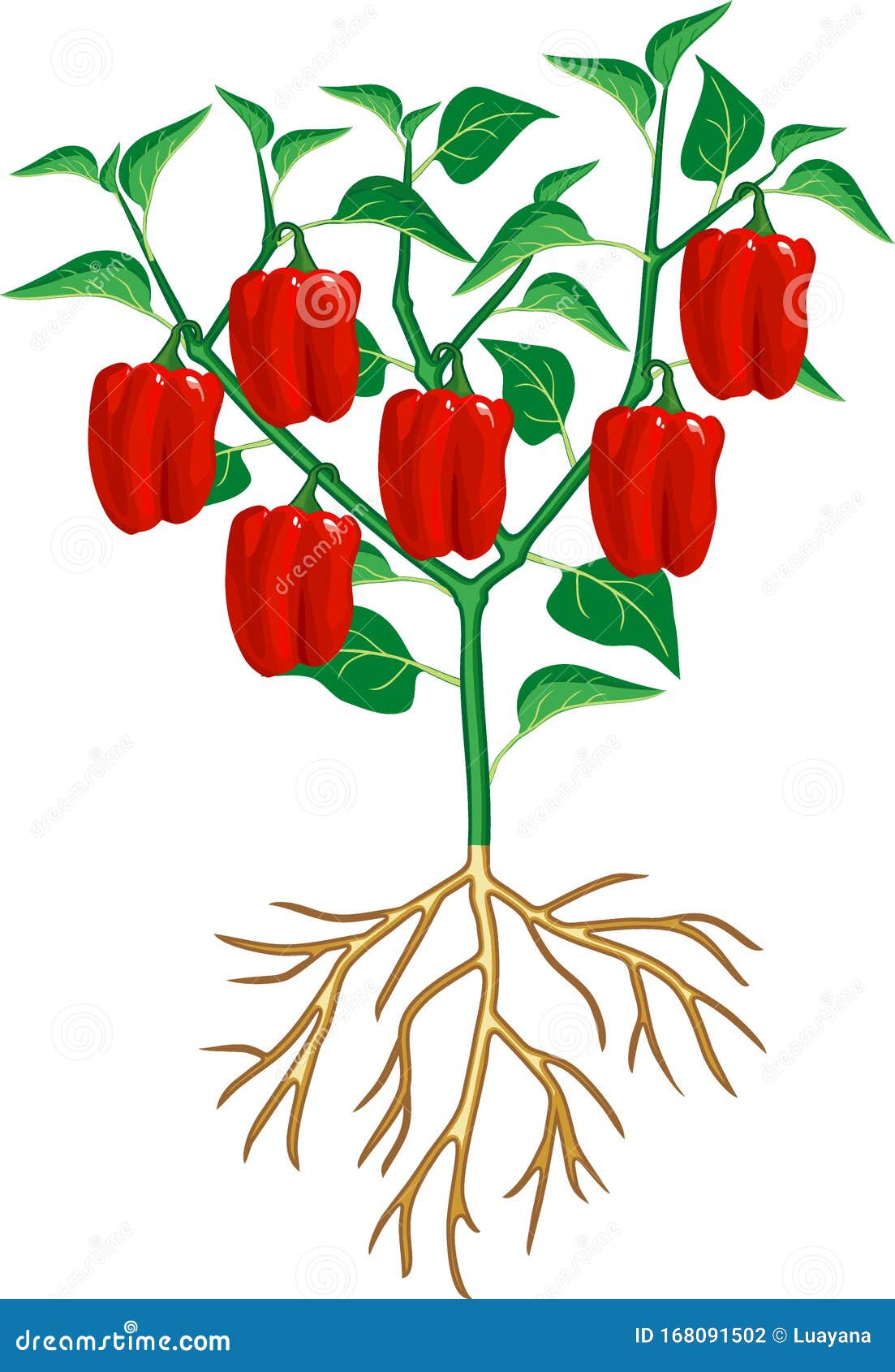 青叶红椒辣椒植物植物根系概论向量例证 插画包括有词根 视图 空白 问题的 响铃 工厂 青叶红椒辣椒植物植物根系概论向量例证 插画包括有词根 视图 空白 问题的 响铃 工厂