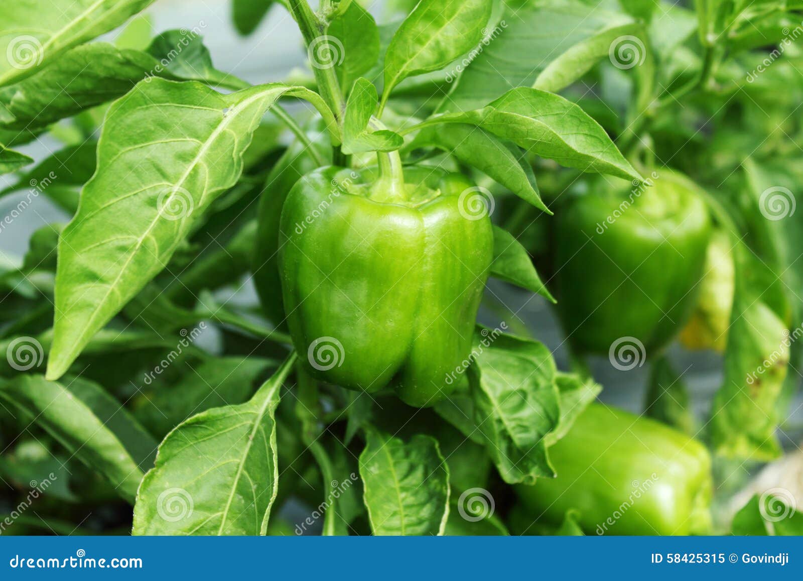 青椒或甜椒在植物库存图片 图片包括有问题的 糖尿病 自然 果子 健康 背包 辣椒 耕种