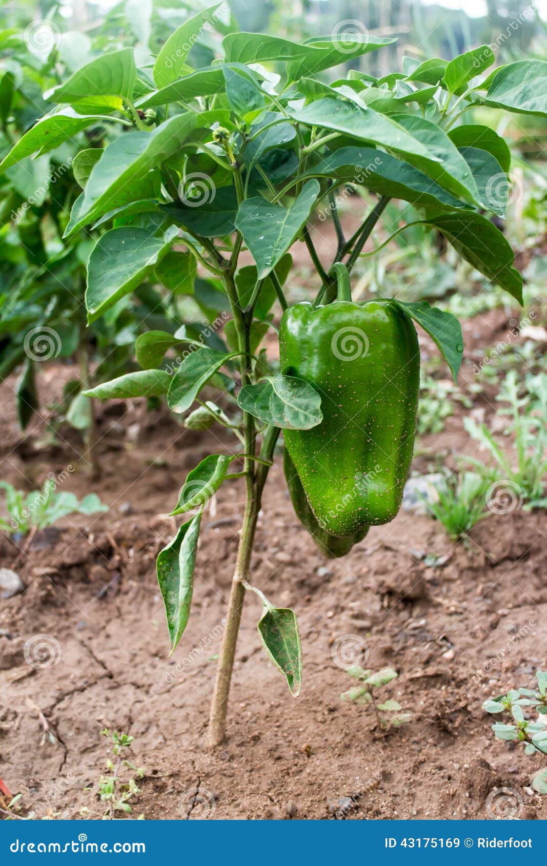 青椒植物在庭院里库存图片 图片包括有新鲜 生长 墨西哥胡椒 从事园艺 庭院 家庭 胡椒