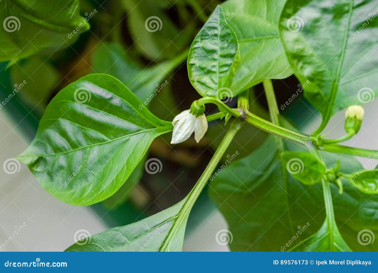 青椒植物特写镜头有花 词根和叶子的库存图片 图片包括有