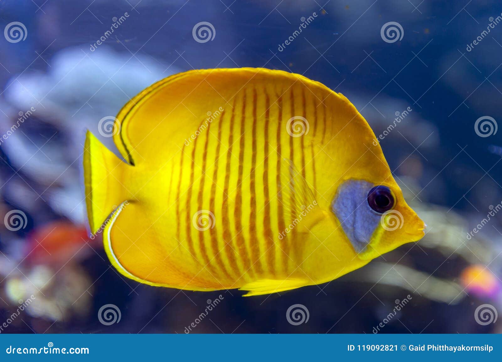 青的cheeked鱼chaetodon Semilarvatus 蝴蝶鱼的种类主要黄色库存图片
