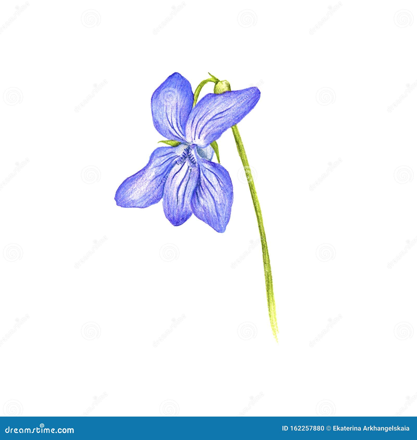 青紫花 彩色铅笔画库存例证 插画包括有玻色子 森林 中提琴 图象 草甸 季节 装饰